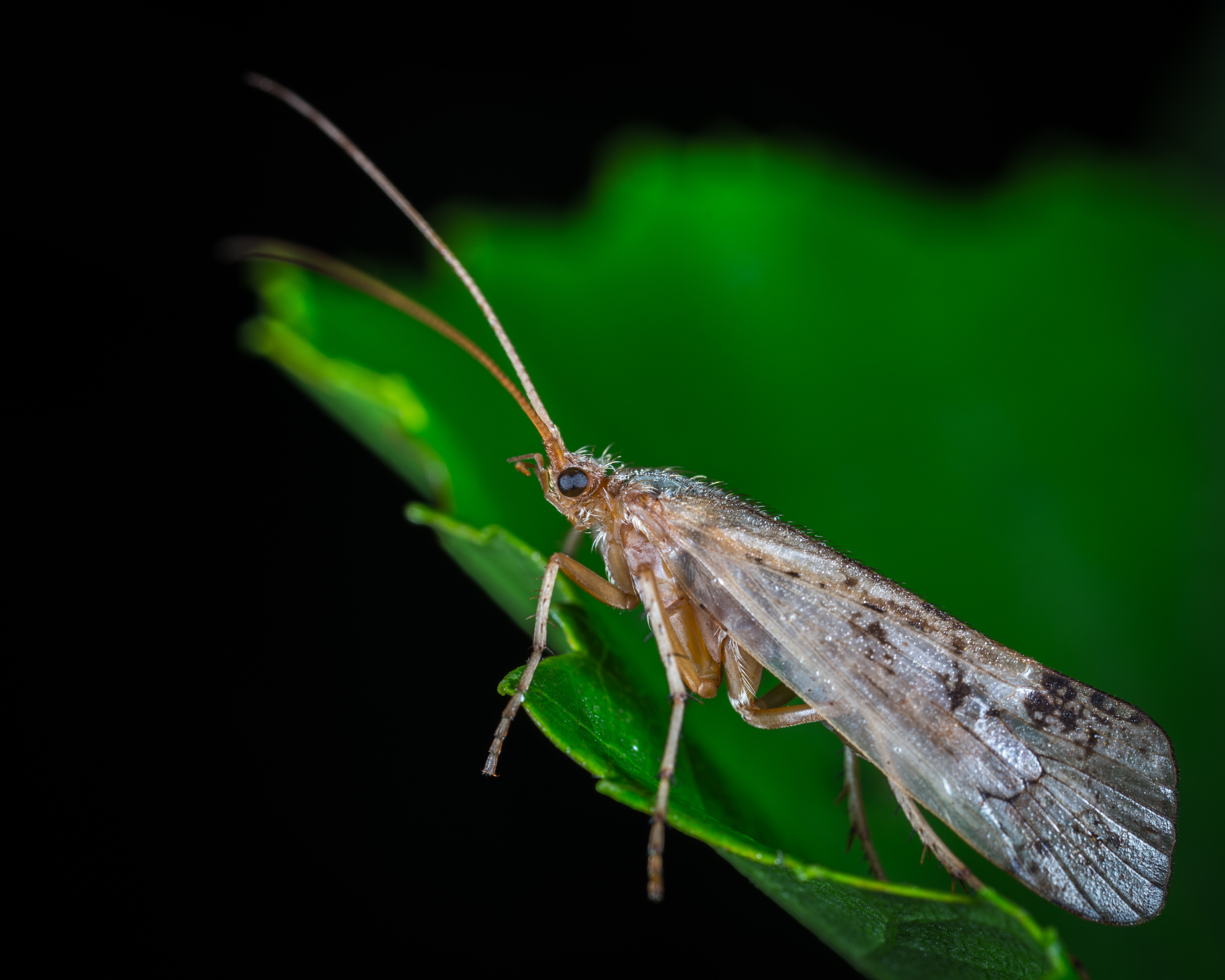 Dobsonfly on green leaf in macro photography