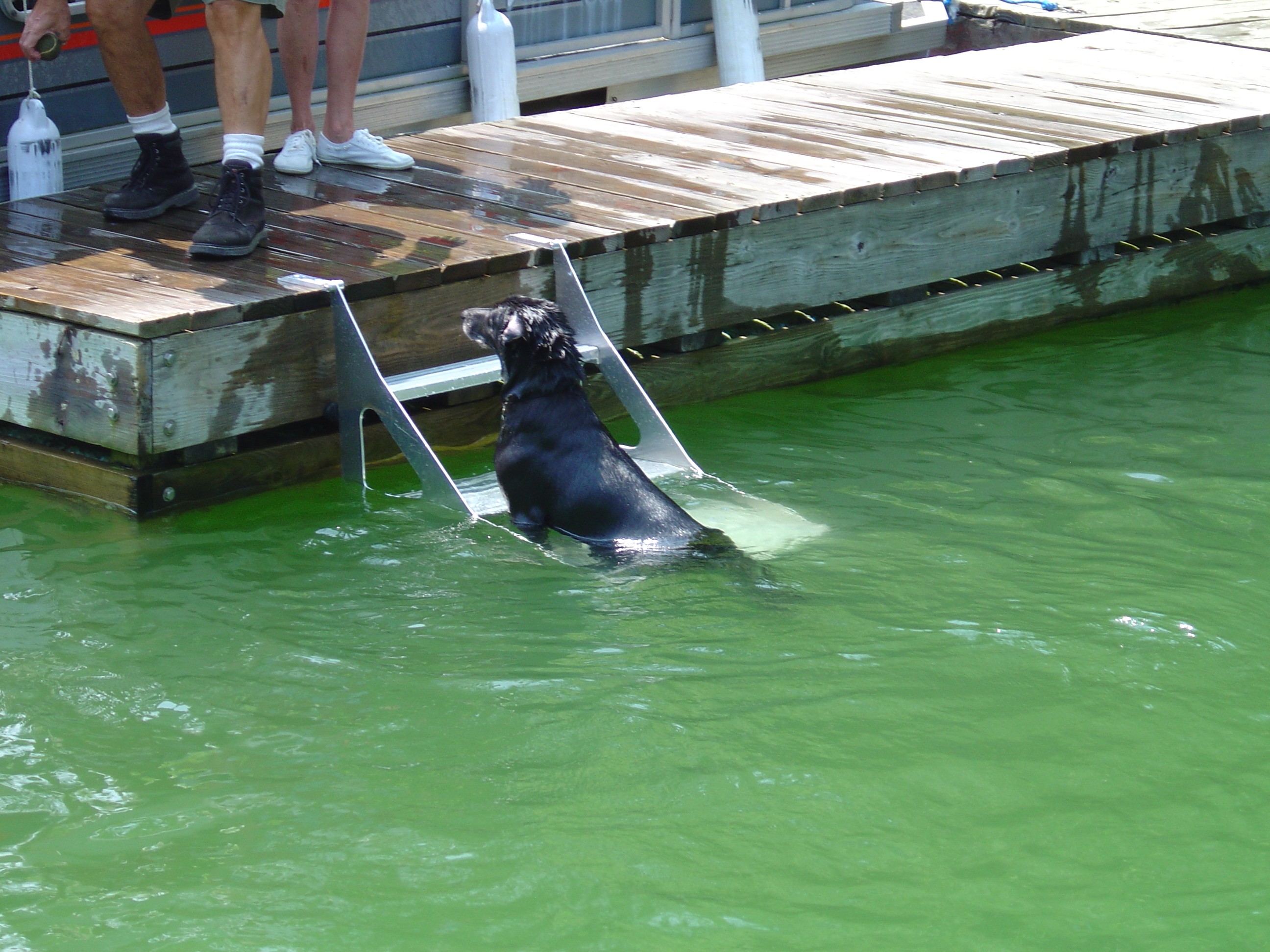 Dog Step Dock Ladder | Swim Dogs | Pet Safety | Marine