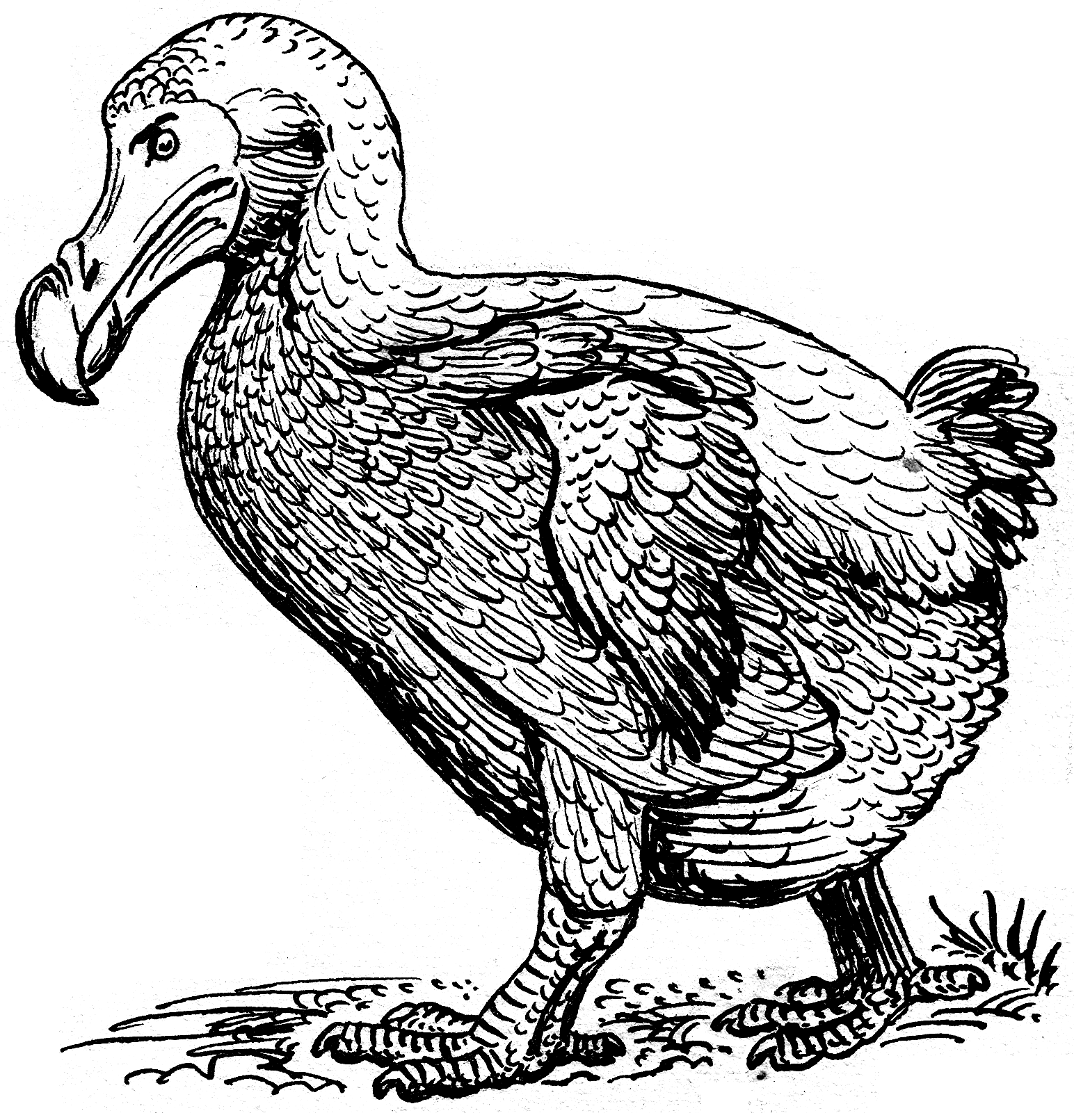 Dodo Bird Drawing at GetDrawings.com | Free for personal use Dodo ...