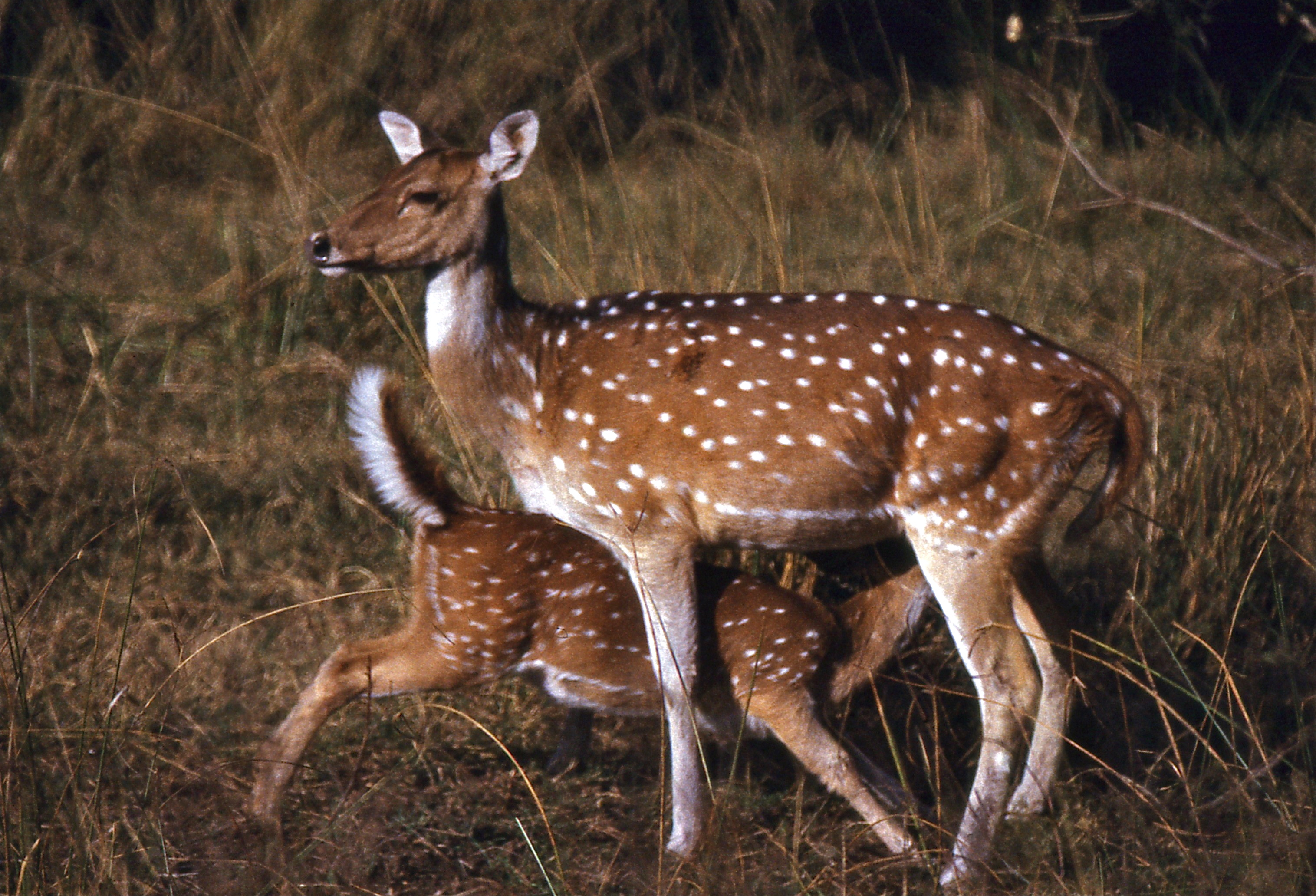 File:Chitals (Axis axis) doe and fawn (19723516843).jpg - Wikimedia ...