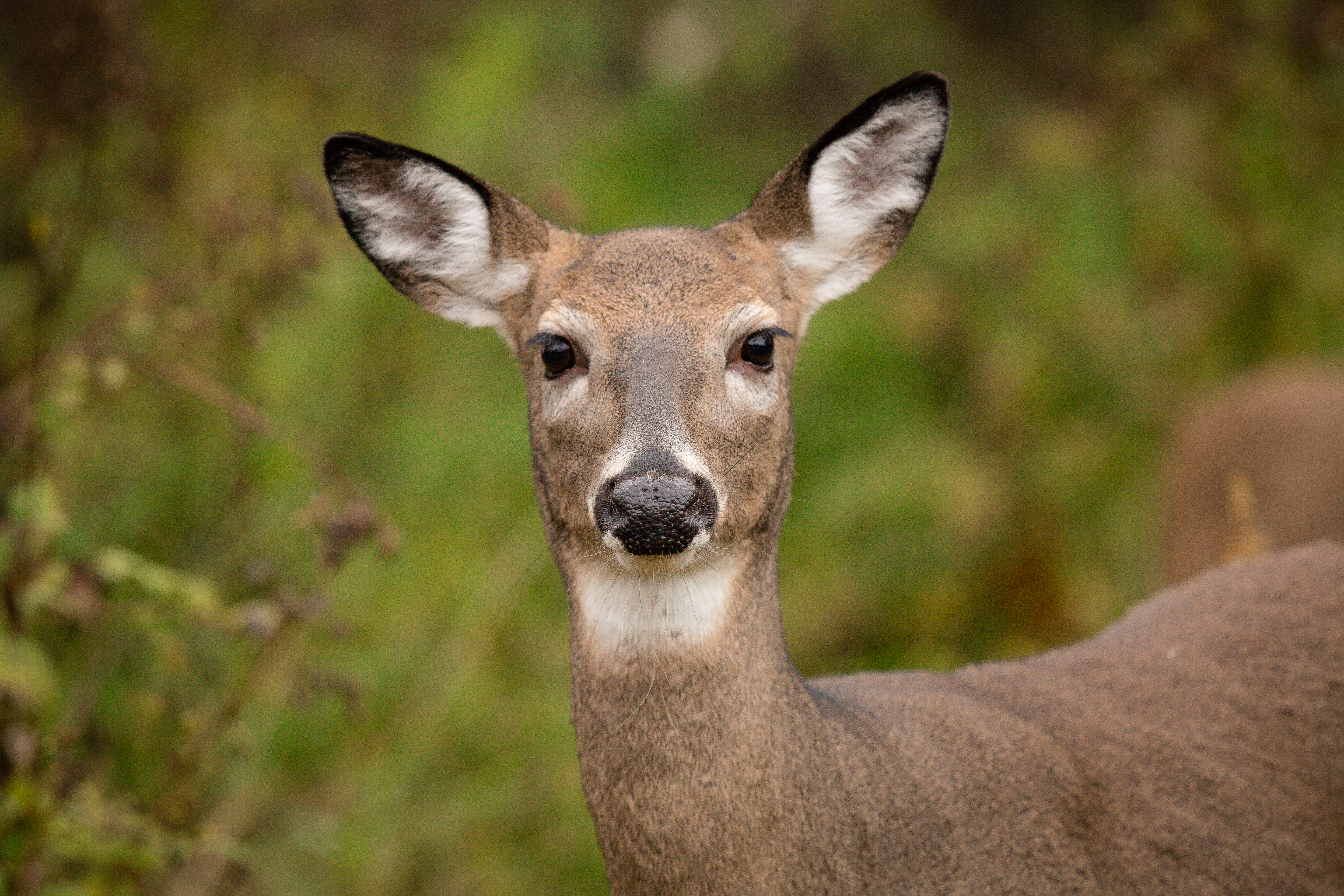 Doe-see-Doe at Big Meadows | Emily Carter Mitchell ~ Nature ...