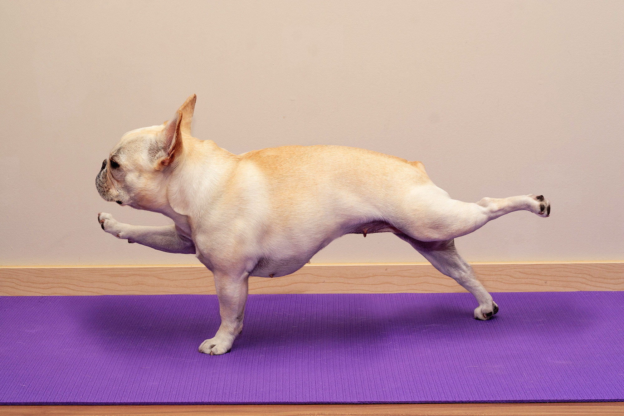 Dog yoga is apparently a thing now