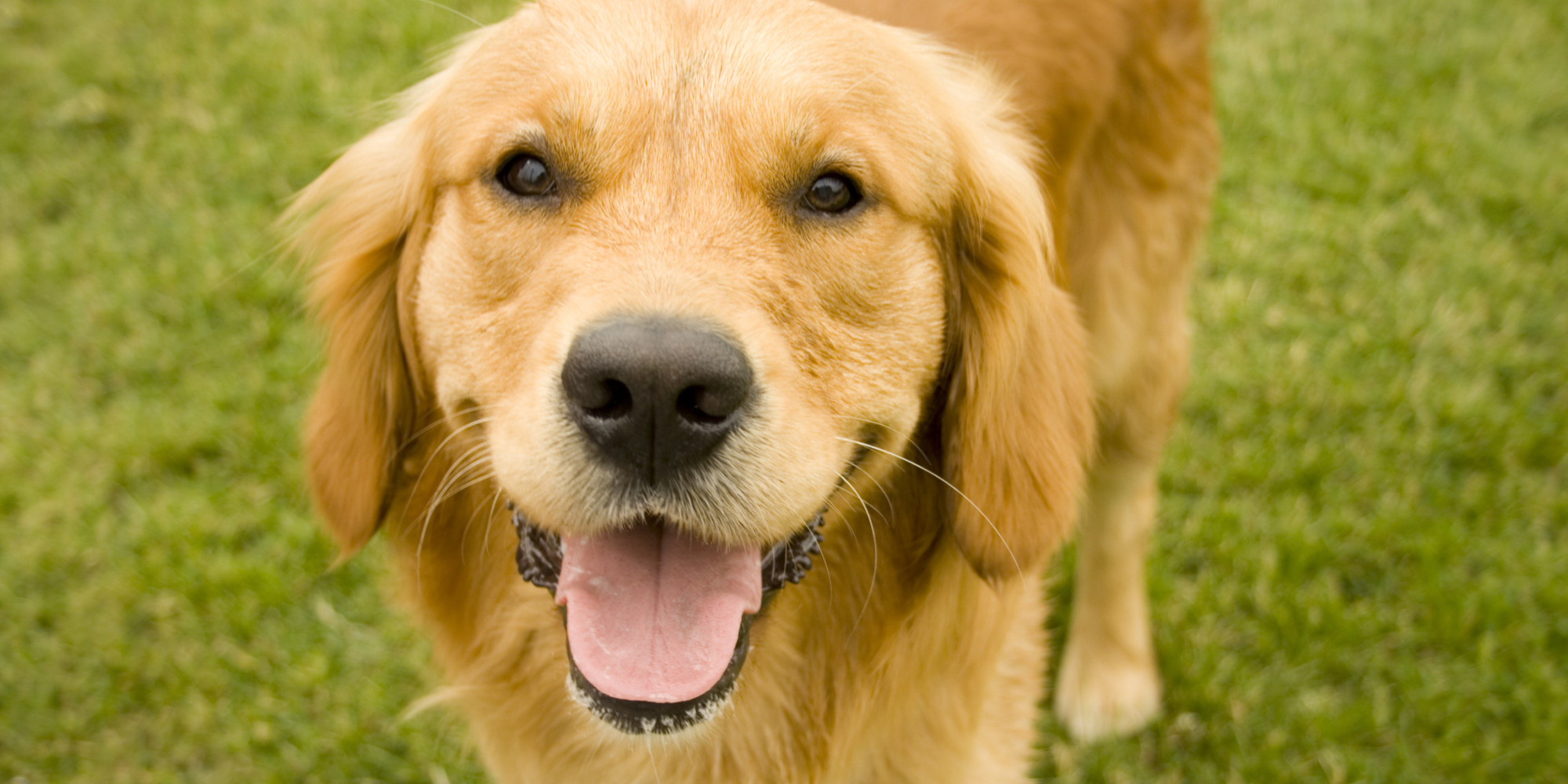 Here's How Your Dog Really Feels About You, According To Science ...
