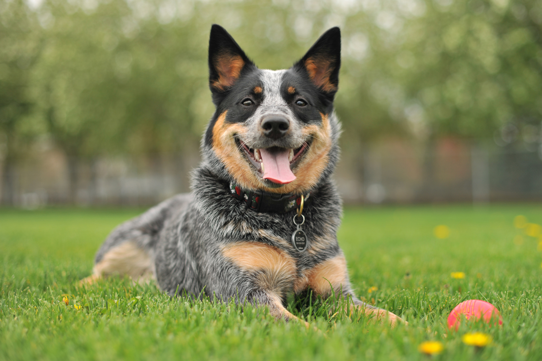 10 Free Apps that Every Dog Owner Needs to Download | The Pet Doctor ...