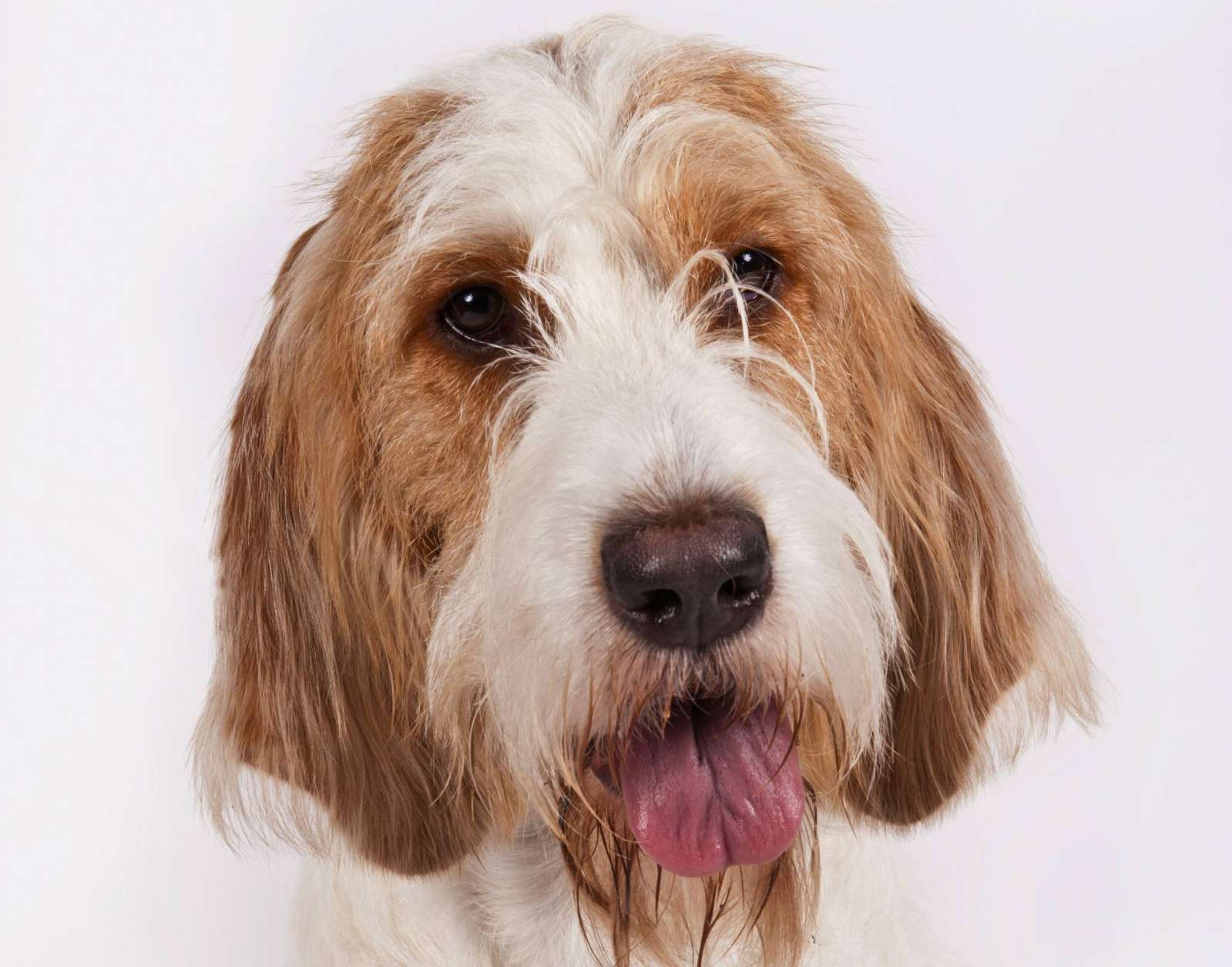 WTOP | Dog meet dog: American Kennel Club adds 2 breeds to roster