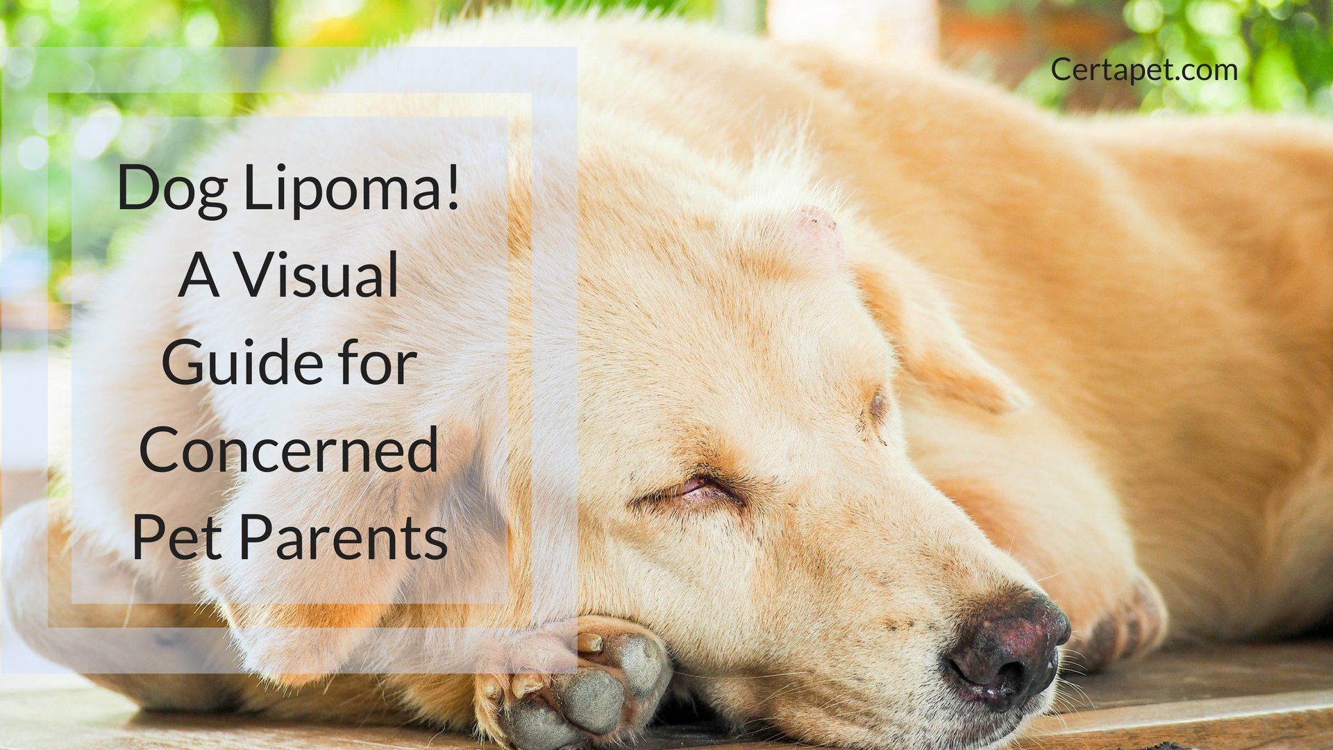 Dog Lipoma! A Visual Guide for Concerned Pet Parents | CertaPet