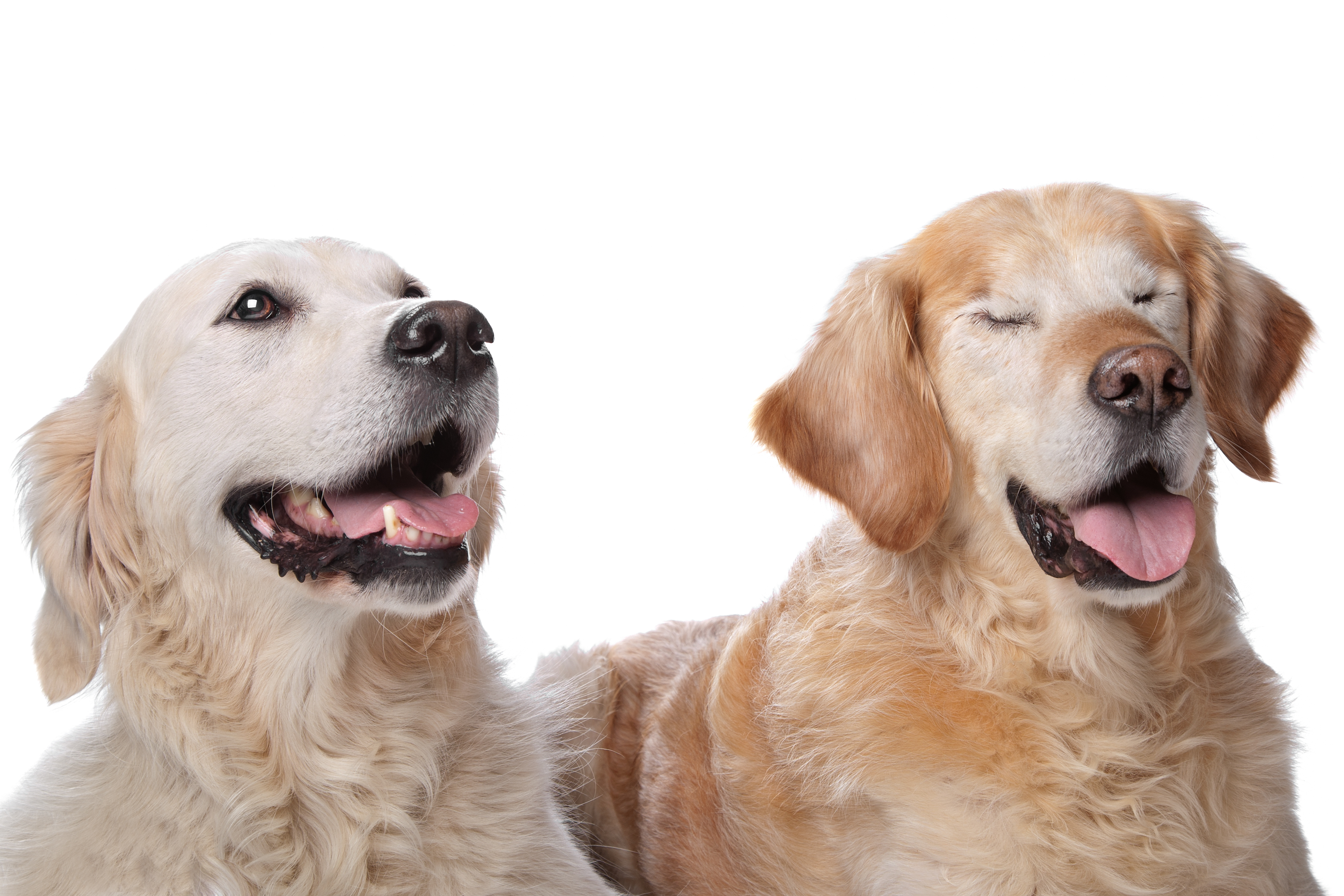 5 Tips For Living With a Blind Dog