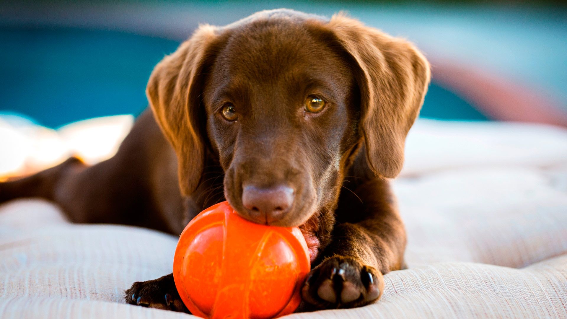 Greater Palm Springs Dog-Friendly Hotels - Places to Stay