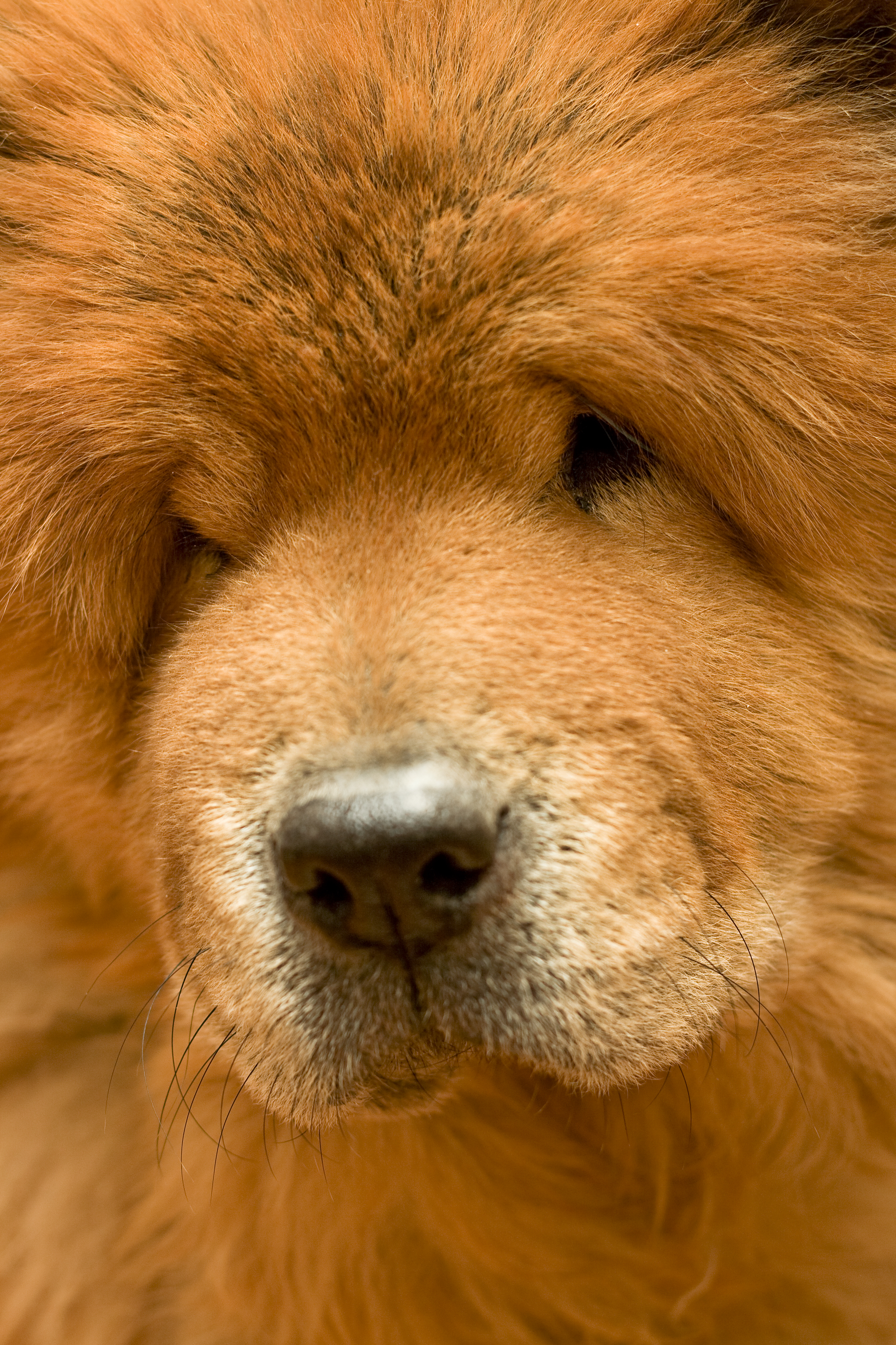 Dog, Animal, Close-up, Cute, Furry, HQ Photo