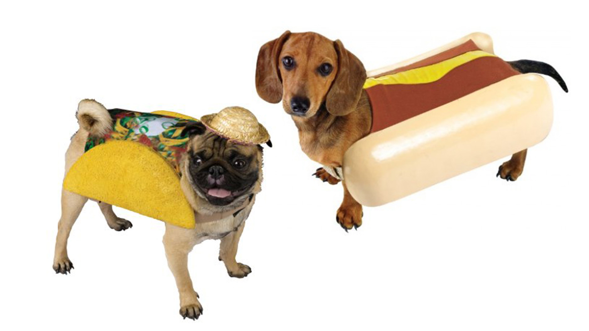 Cutest Halloween dog costumes inspired by food