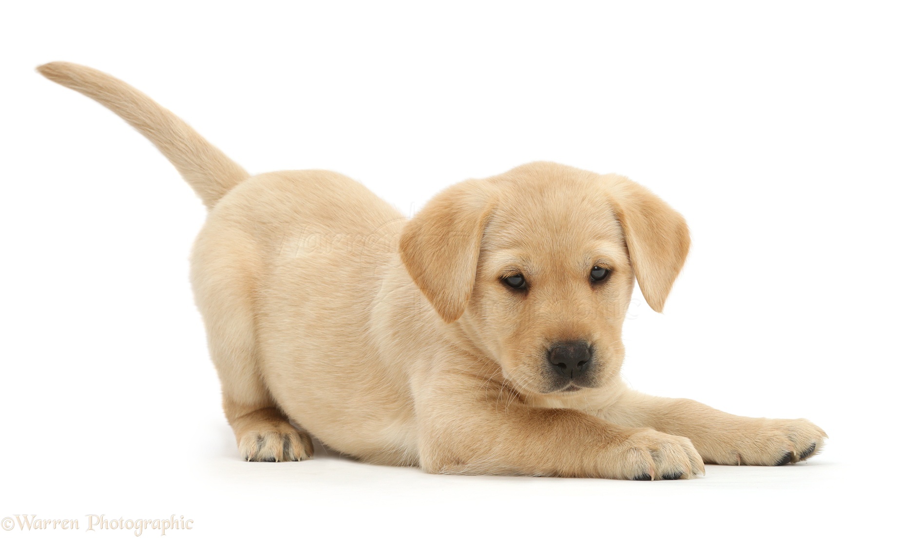 Dog: Cute Yellow Labrador puppy in play-bow photo WP41059