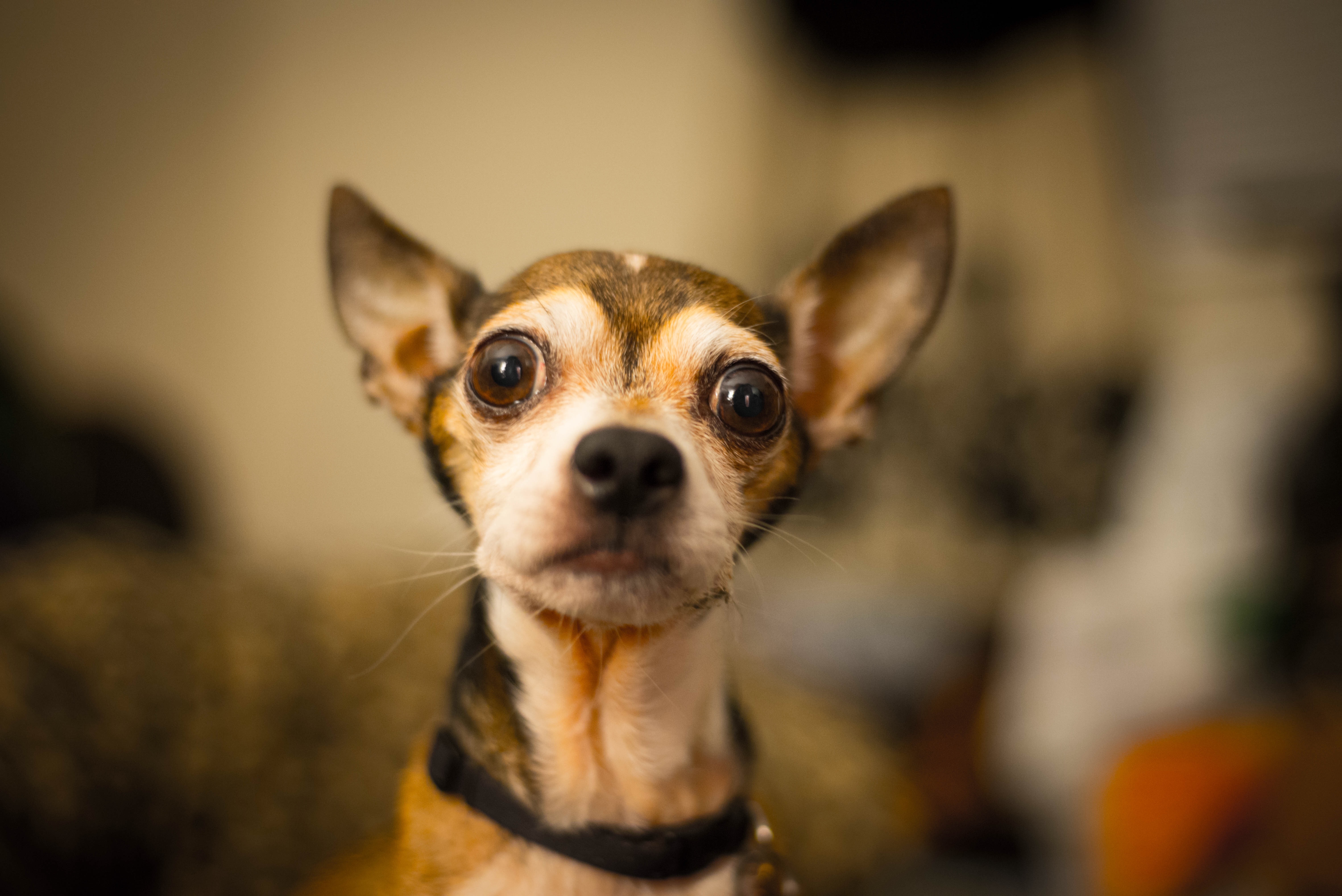 Dog, Animal, Ear, Eyes, Favorite, HQ Photo