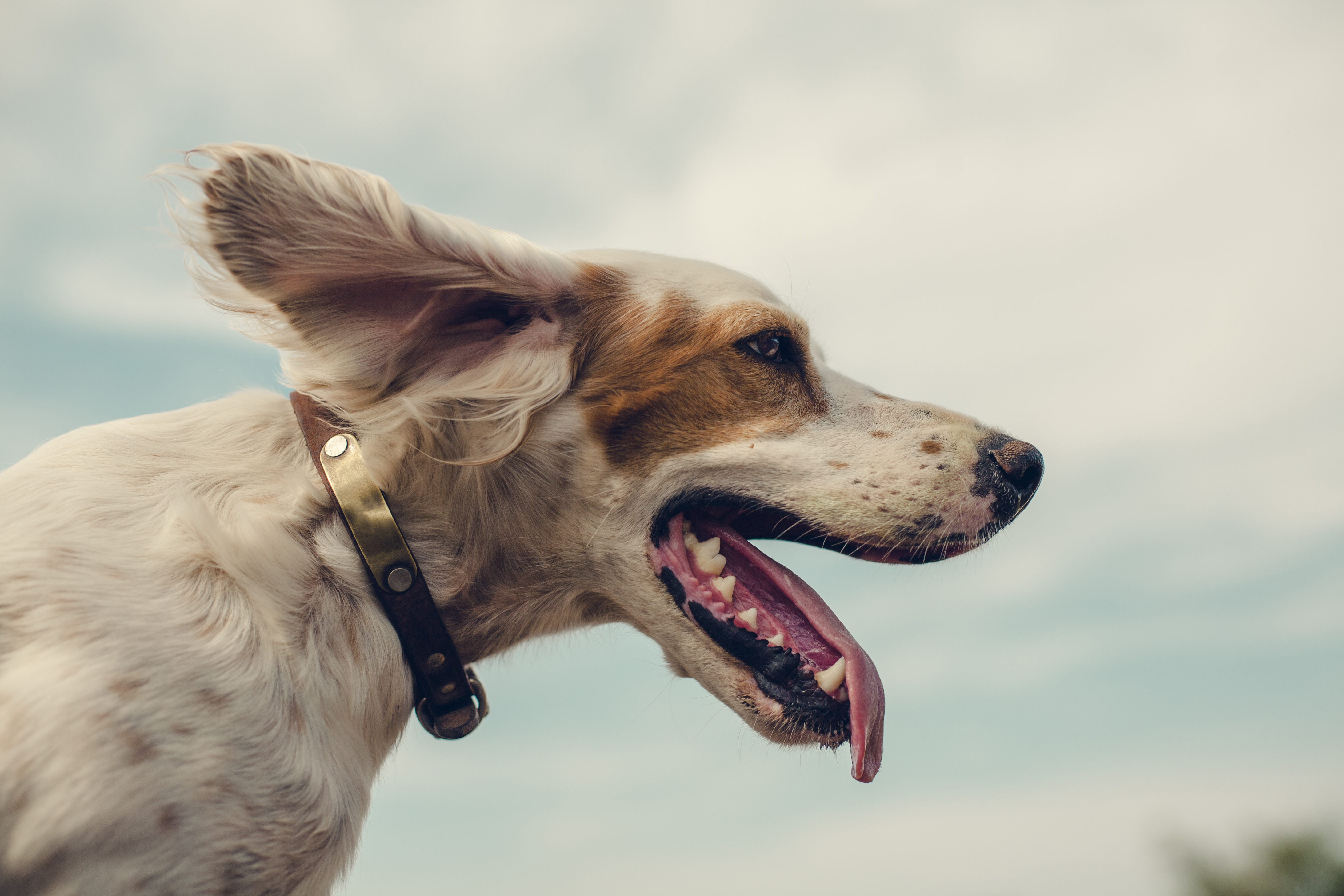 Can Dogs Get Autism? Here's What the Science Says | Time