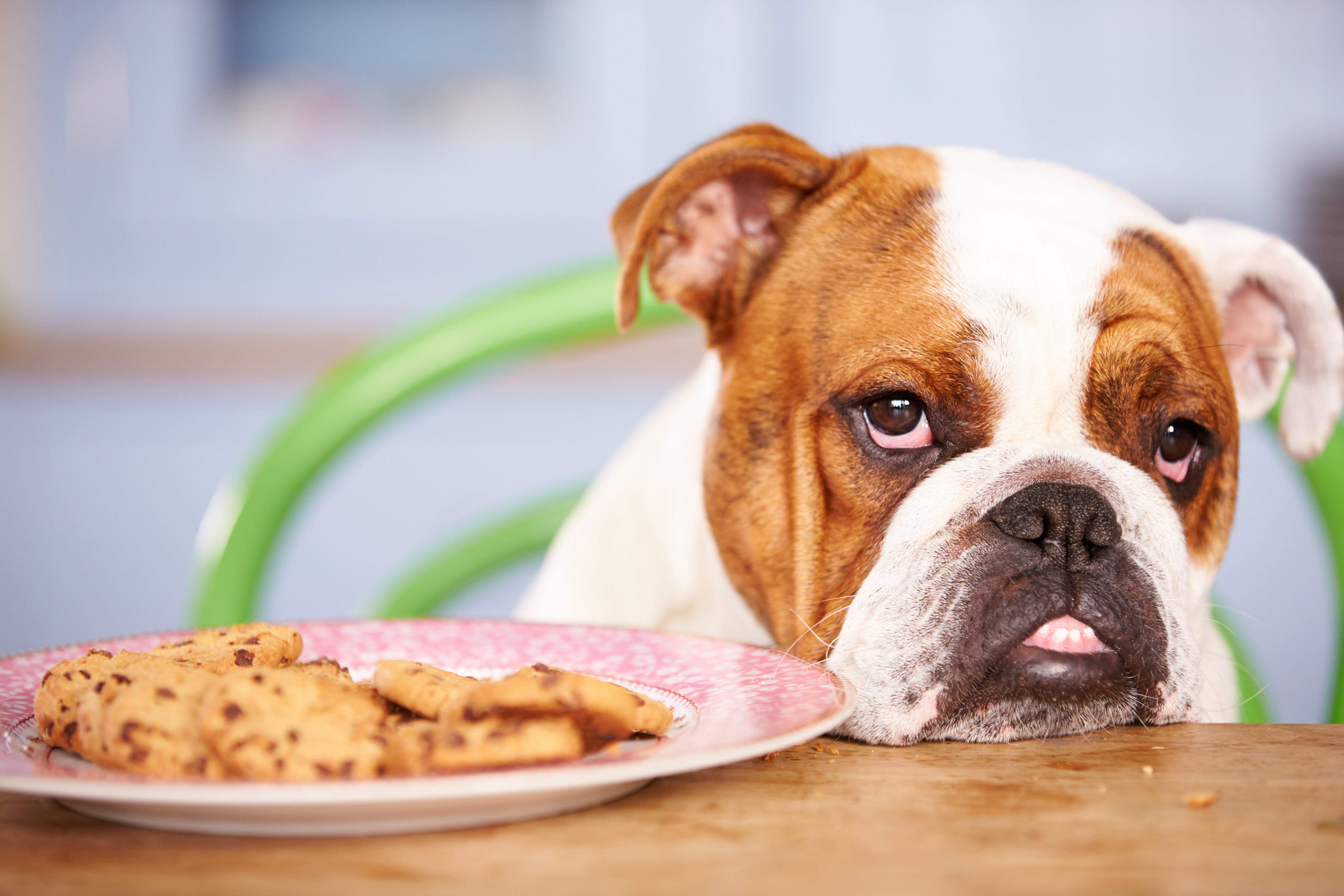 What to do if your dog eats your Christmas chocolates | Popular Science