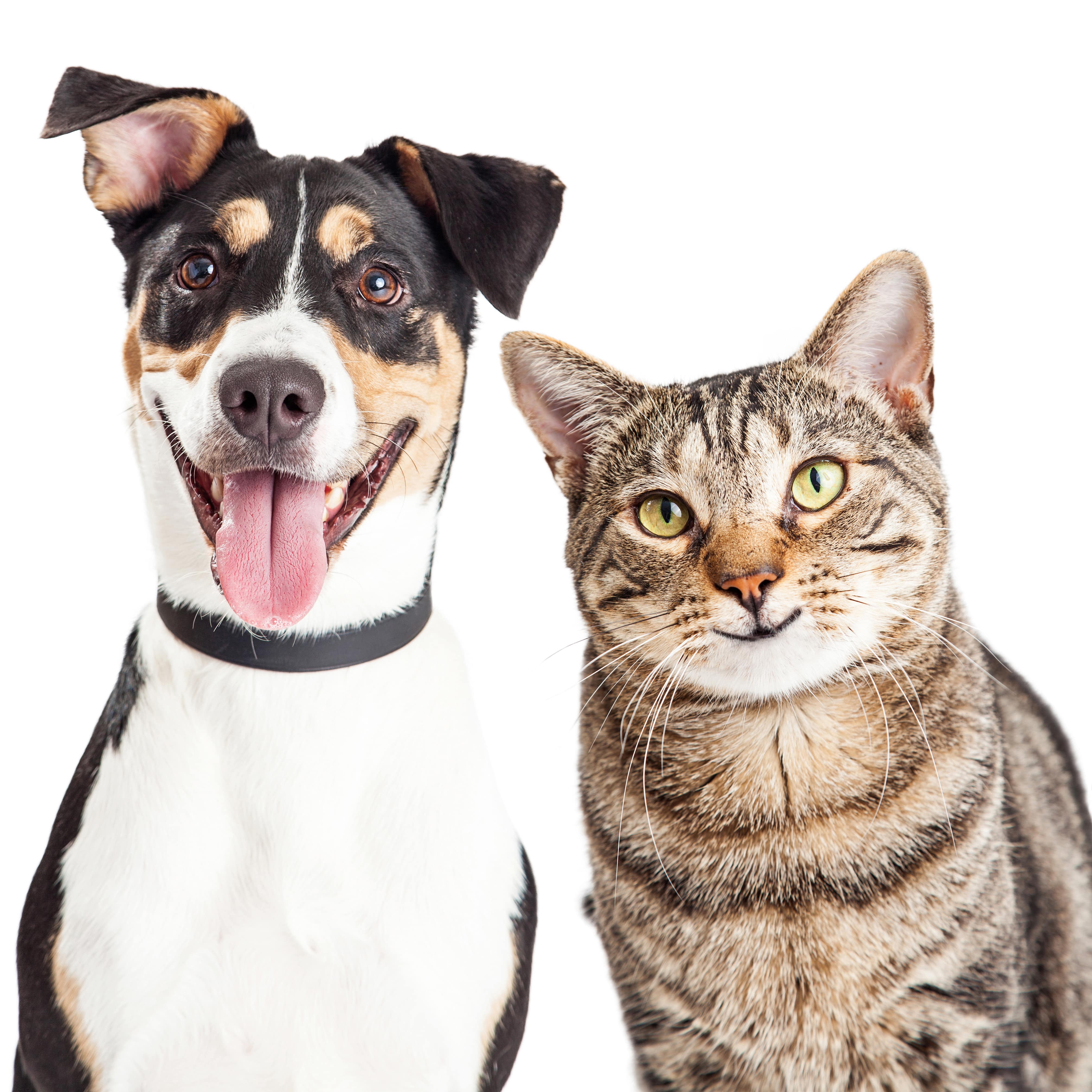 Dog and Cat vaccinations