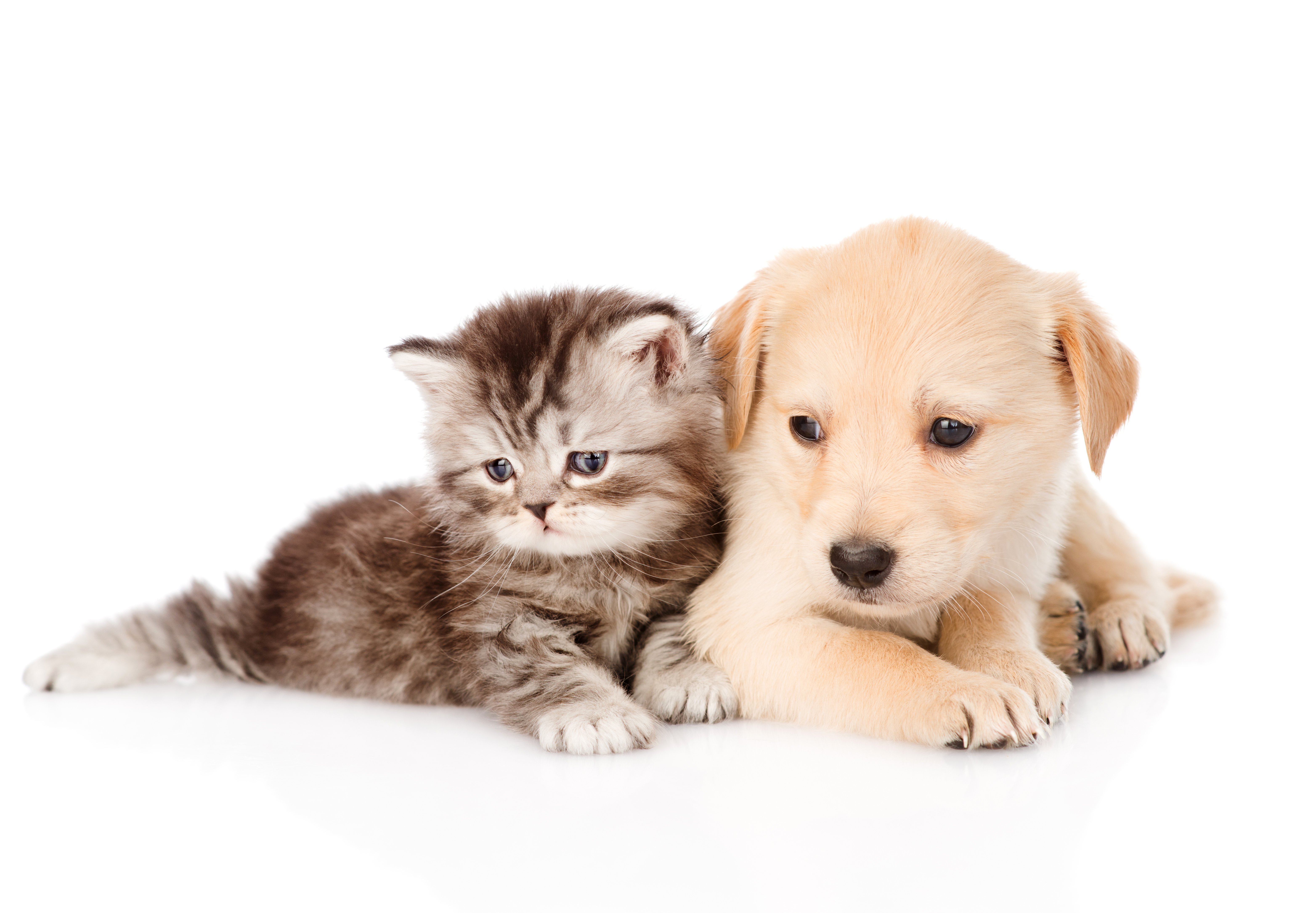 Free Dog And Cat Wallpaper High Quality Resolution « Long Wallpapers