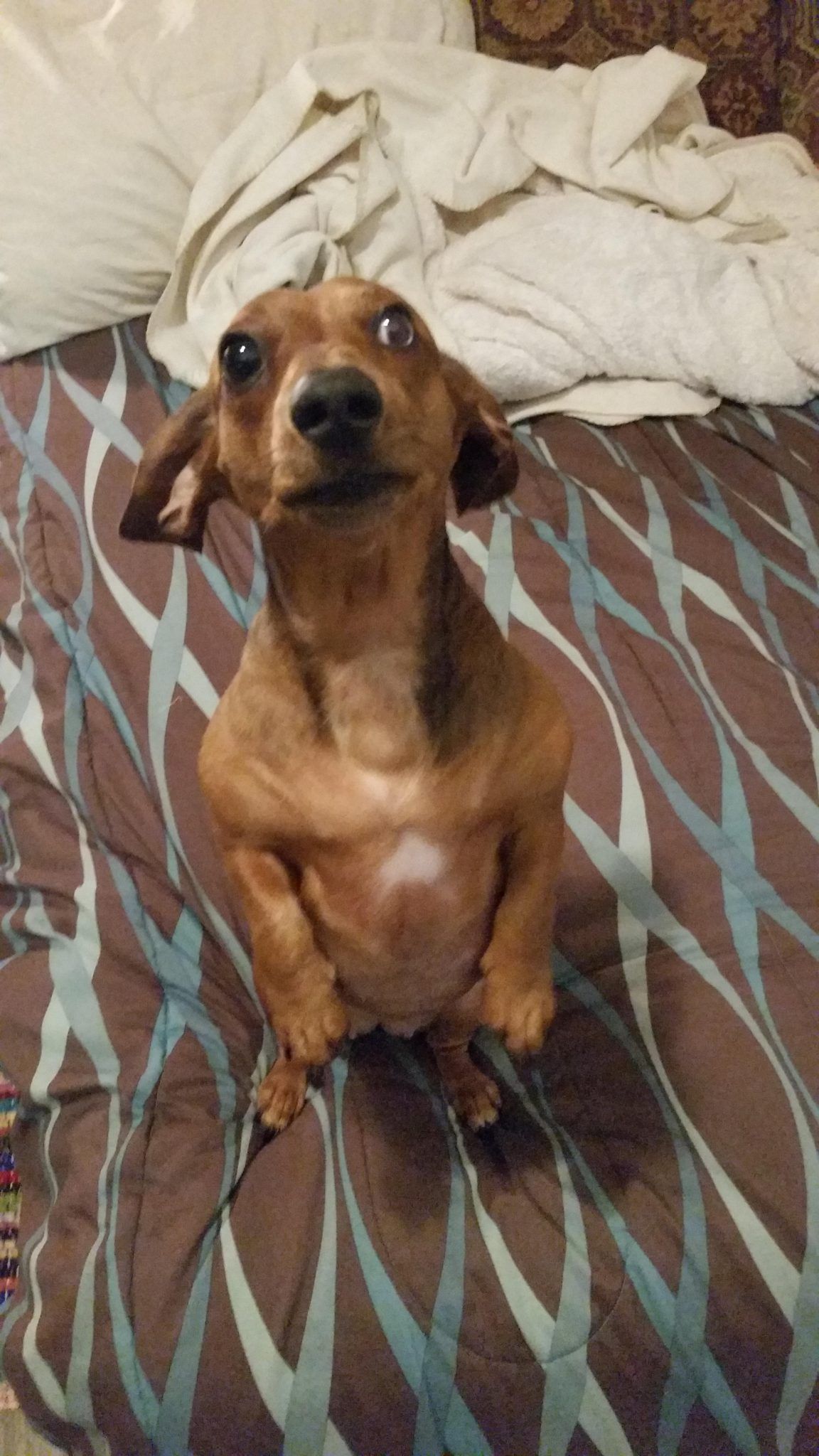 My roommates dog begs like dobby the house elf | Roommate, Weiner ...