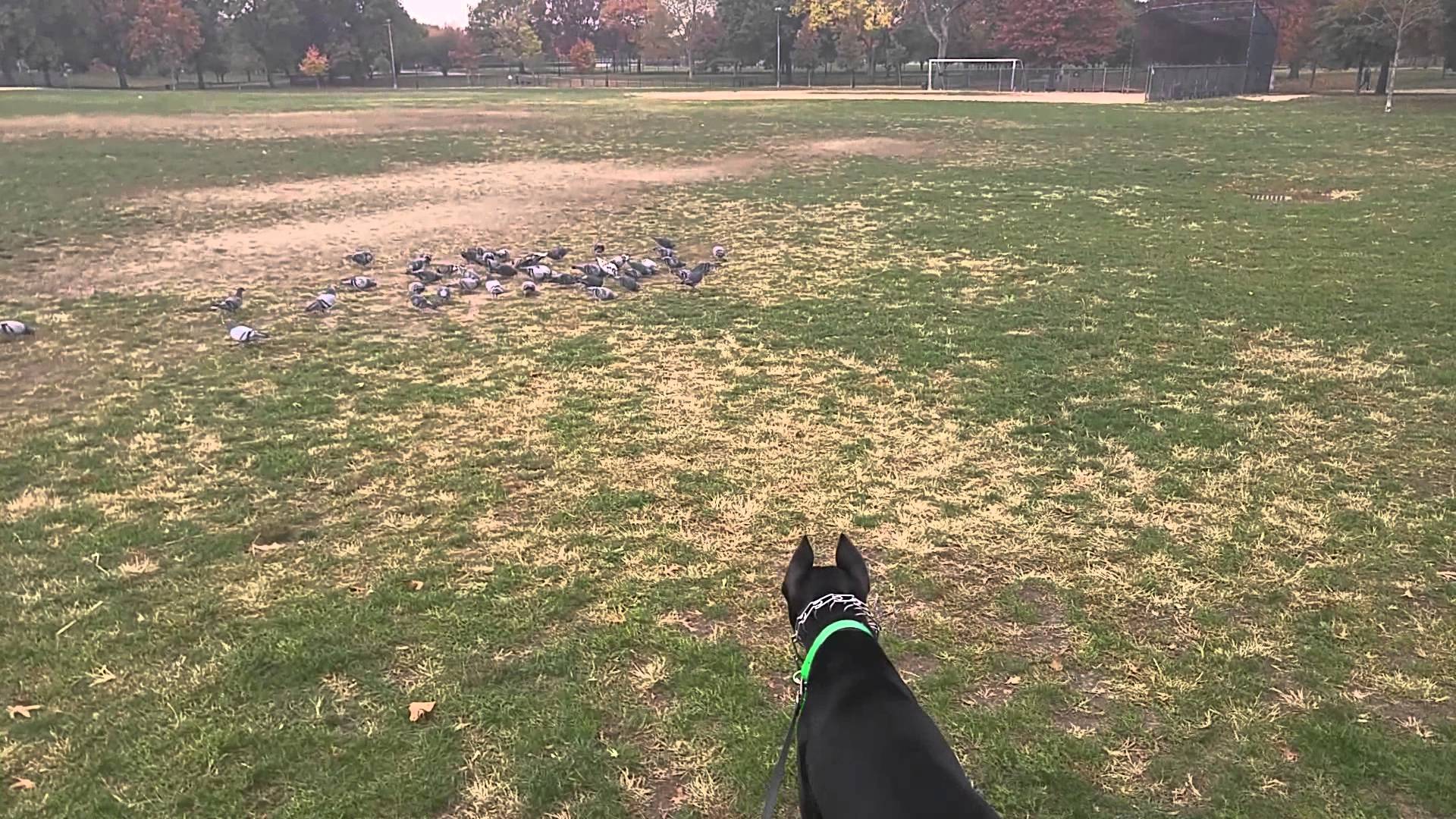 My dog chasing pigeons again in juniper Valley Par - YouTube