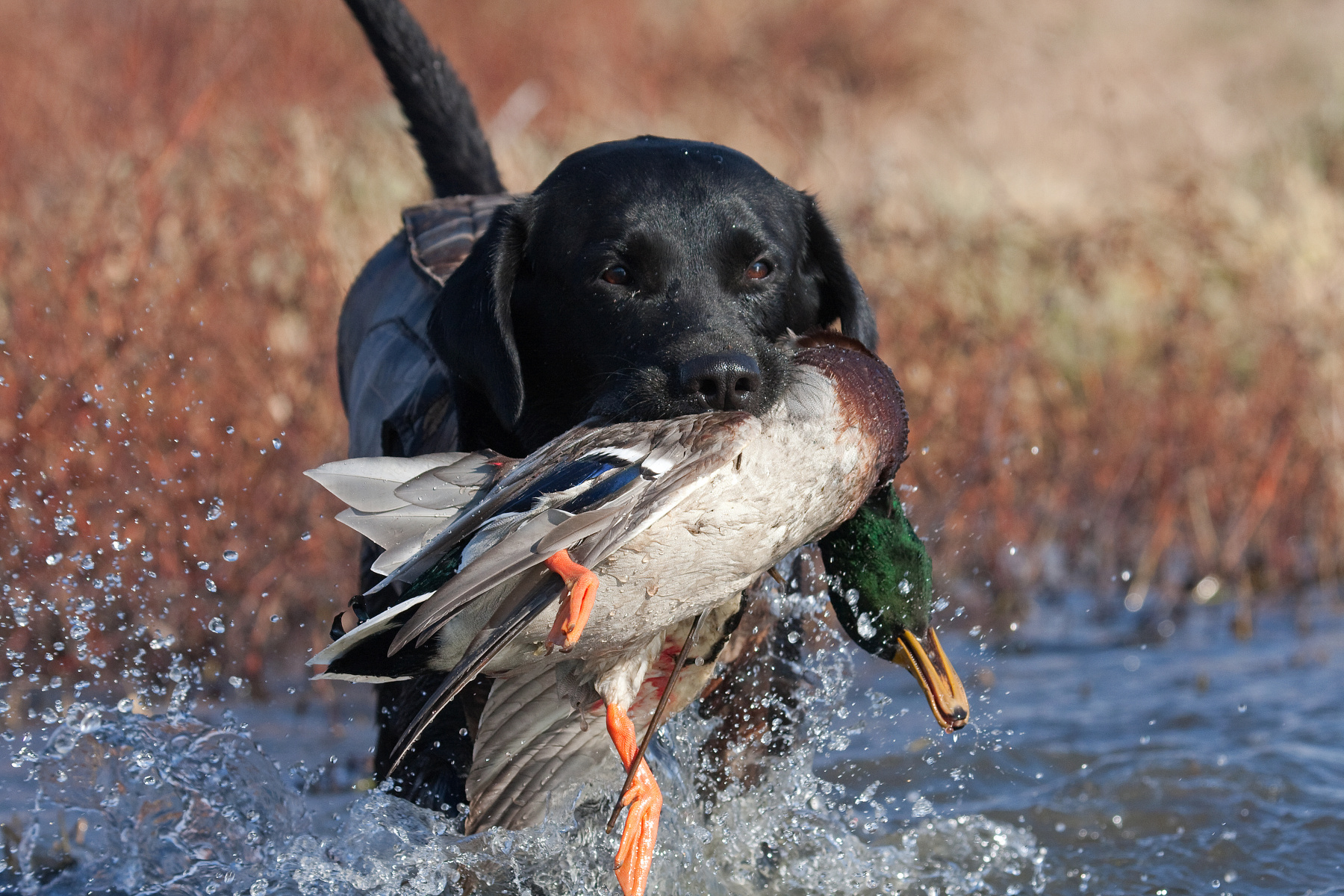 California Hunting Dog Laws for Birds and Mammals - Legal Labrador