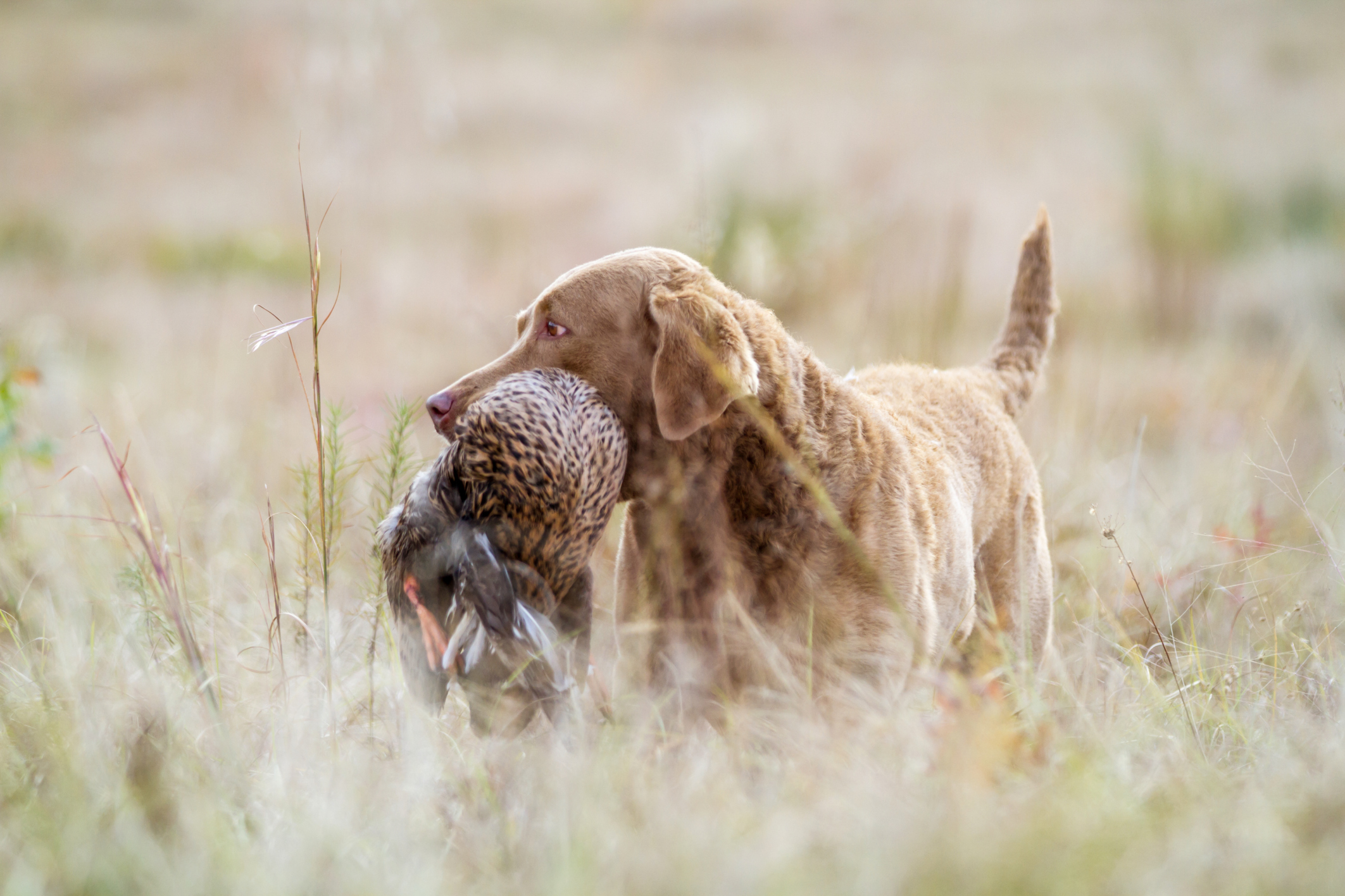 Getting Your Puppy Started on Birds | The Journal Sentinel Sports Show