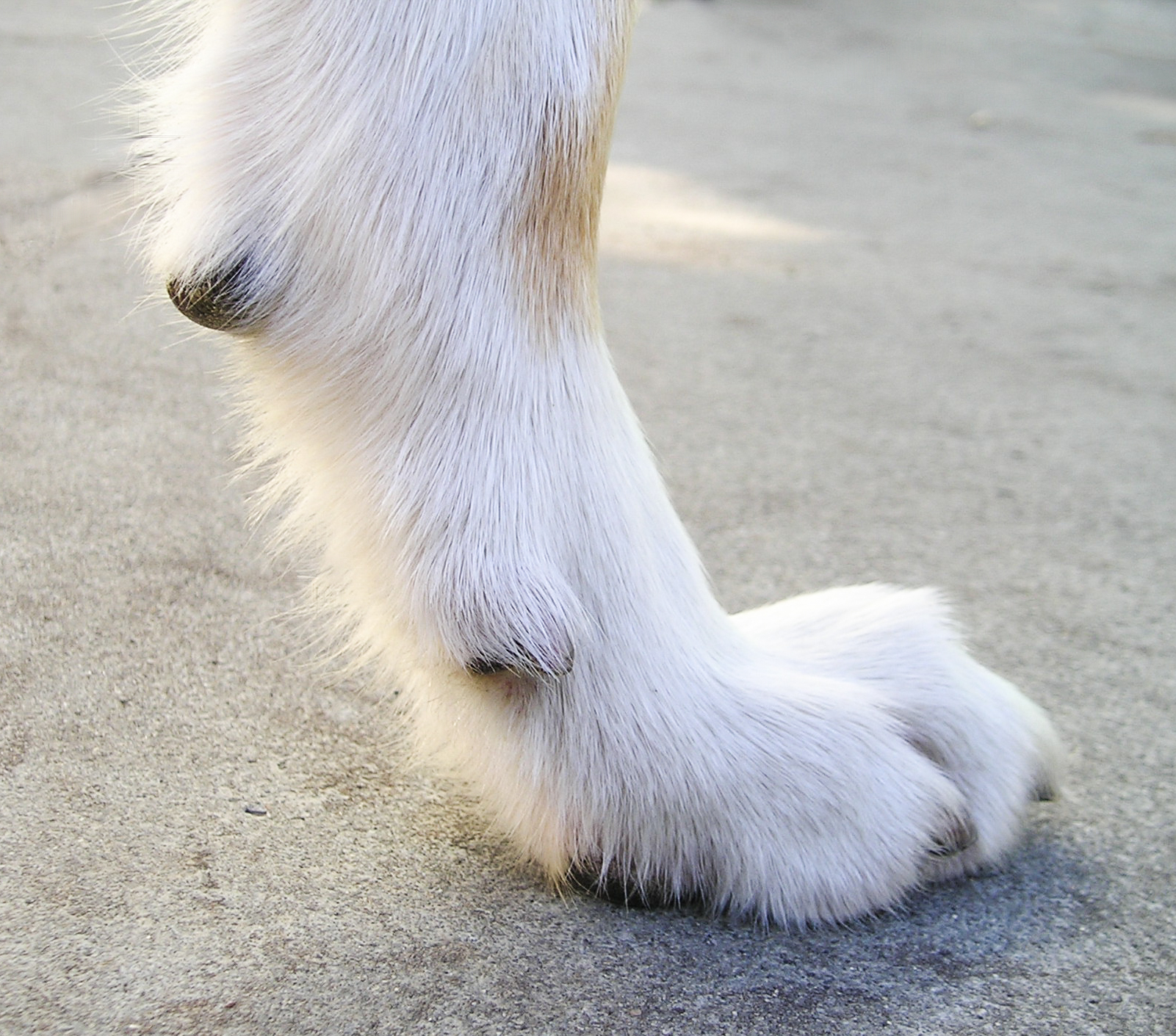 Removing Dew Claws: A Step-by-Step Overview