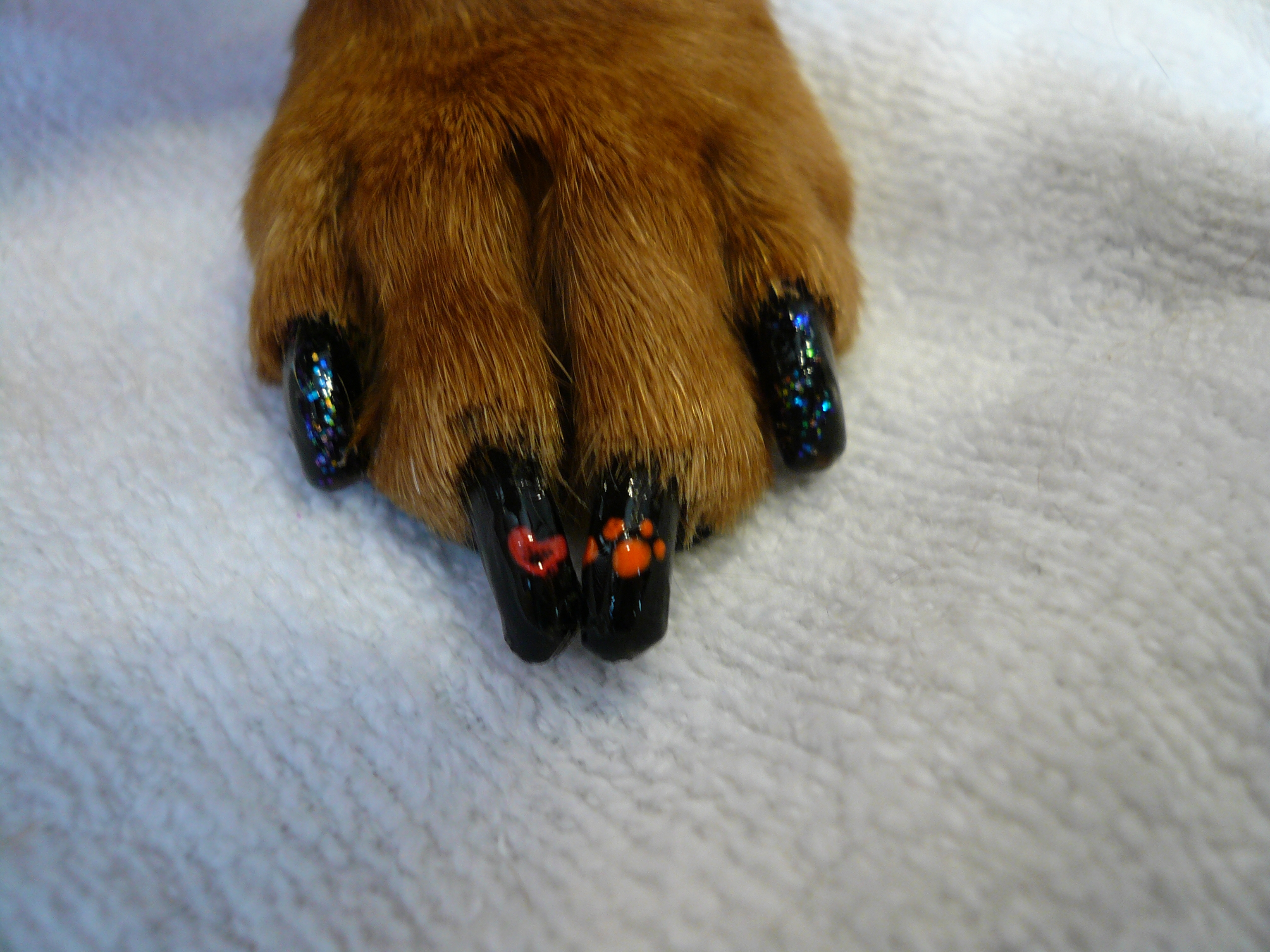Pretty Paws: The Japanese art of dog manicure | Alice Gordenker ...