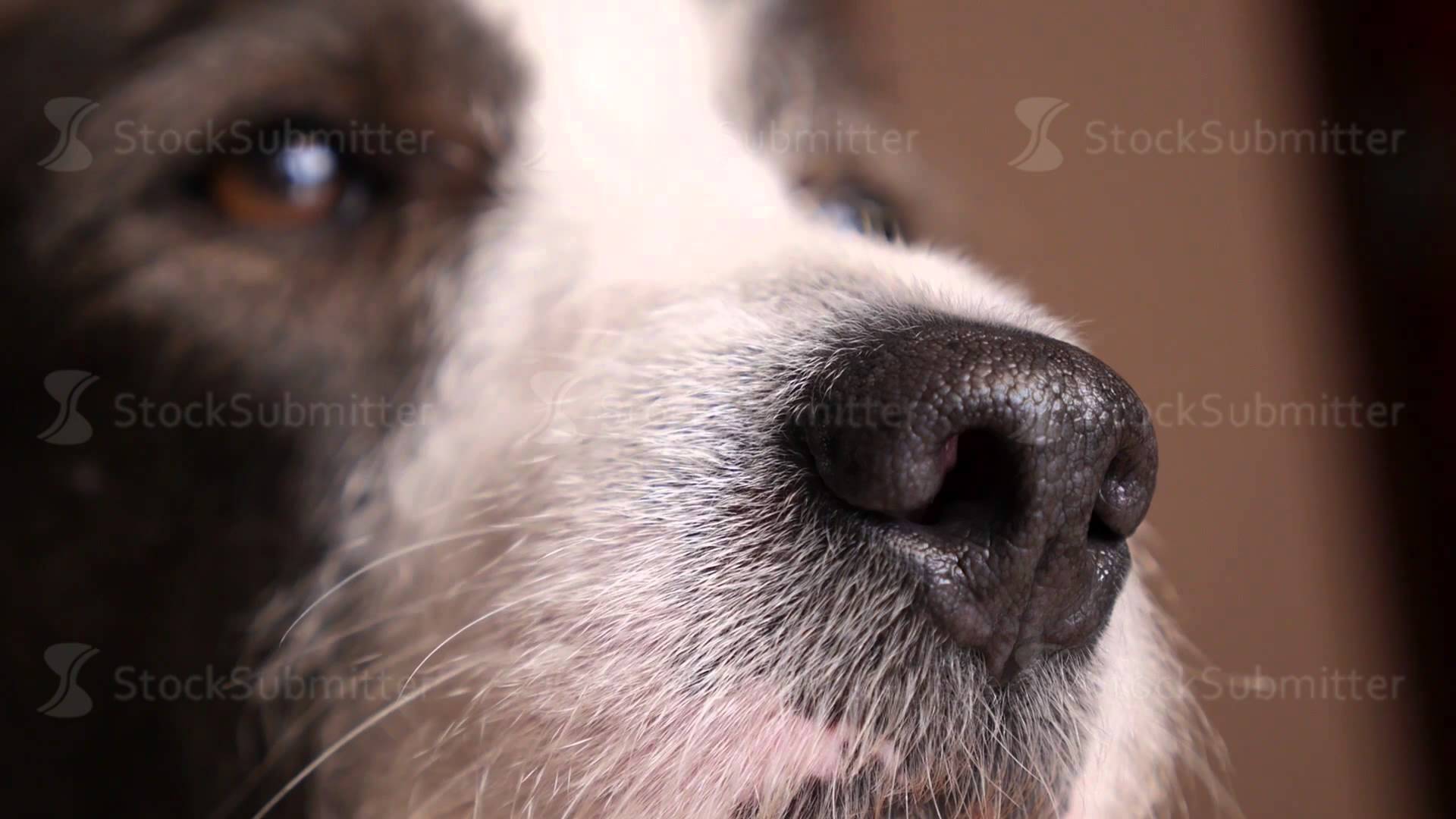 Dog closeup photo