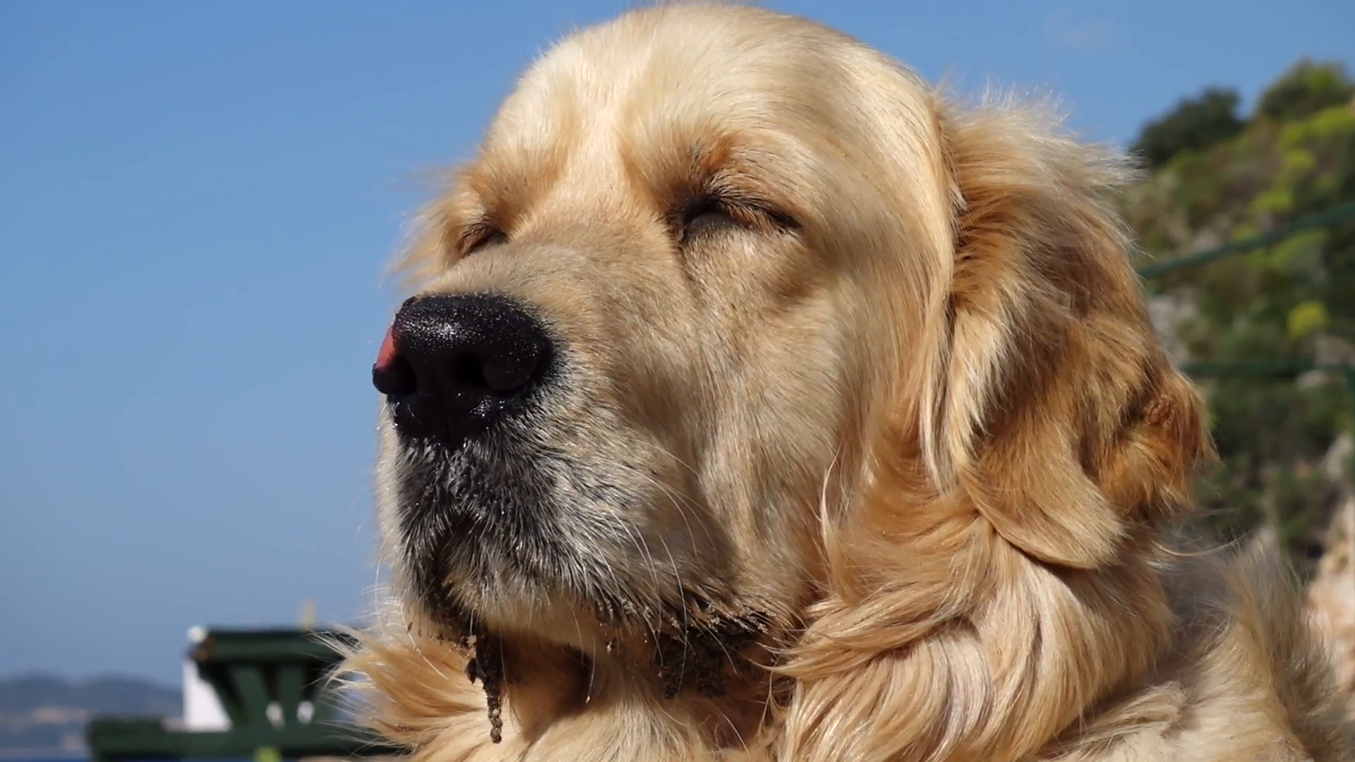 Close up face of Golden Retriever dog Stock Video Footage - Videoblocks