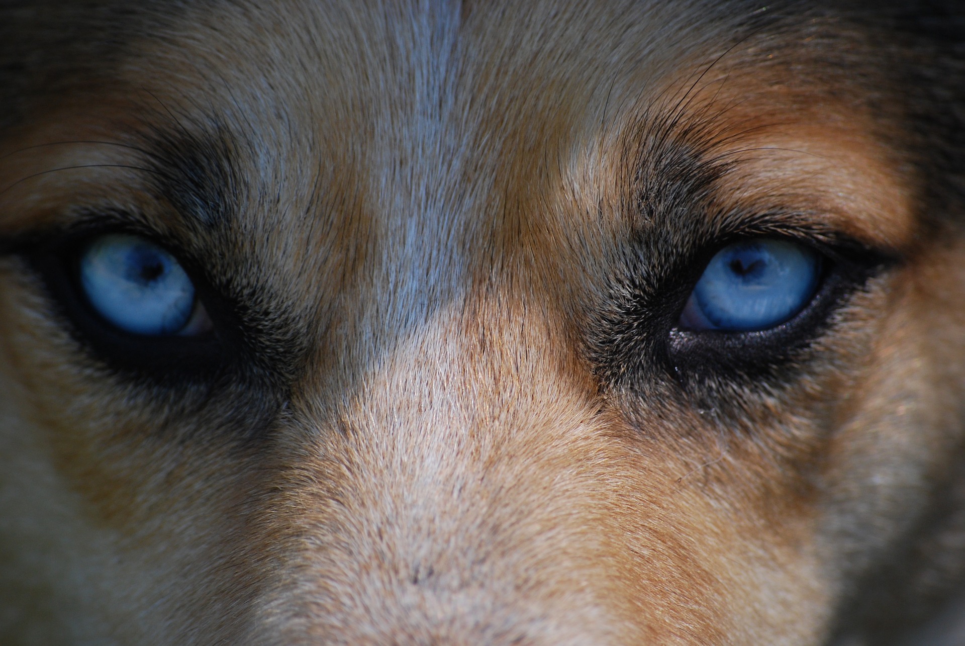 Dogs: Your Soul Guru | Janet Roper