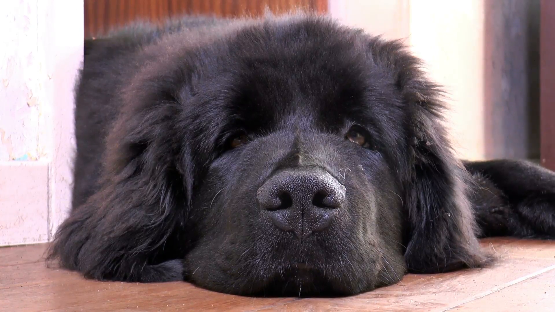 Newfoundland dog, closeup of face. Stock Video Footage - VideoBlocks