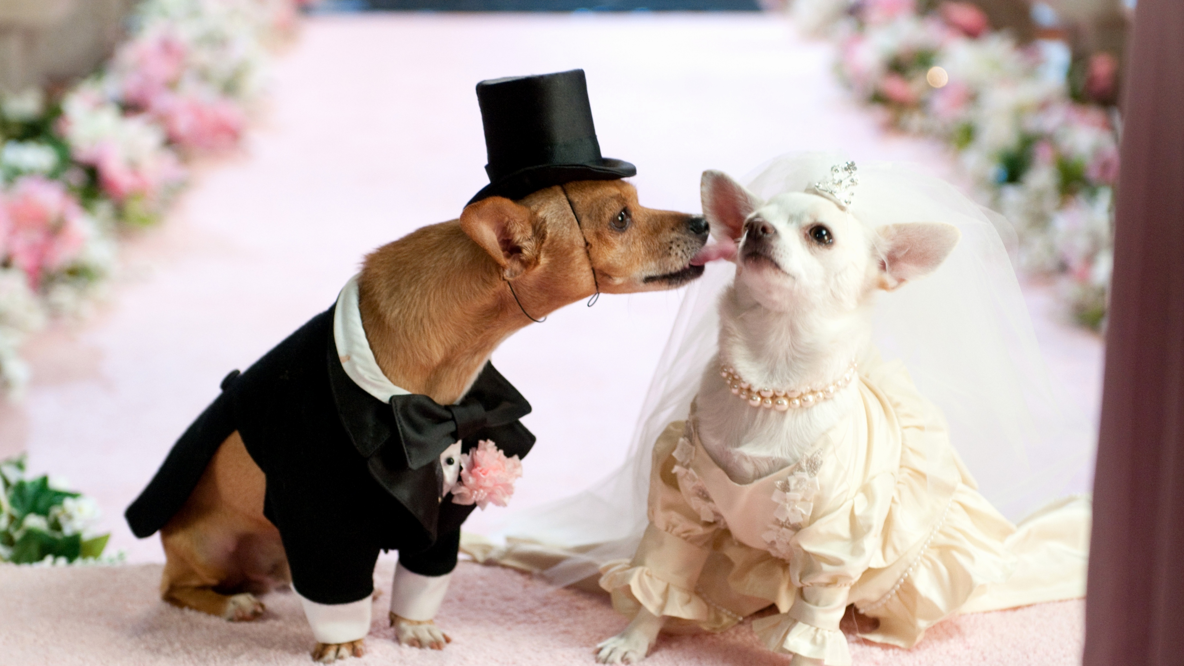 Dog Wedding Dress Inspirational Download Wallpaper 3840x2160 Dog ...