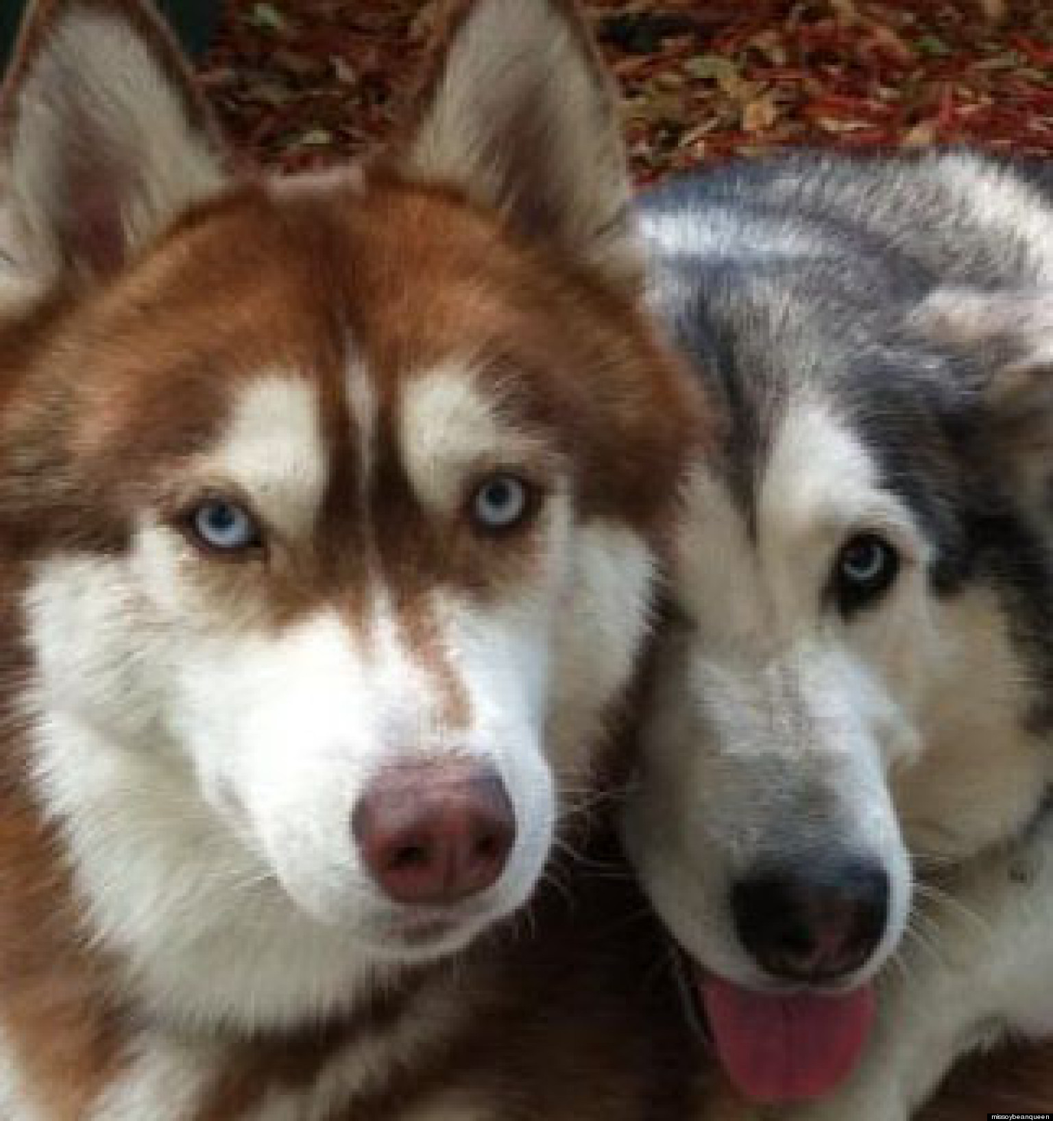 Cute Dog Photo: Husky Couple Gets Cuddly (PHOTO) | HuffPost