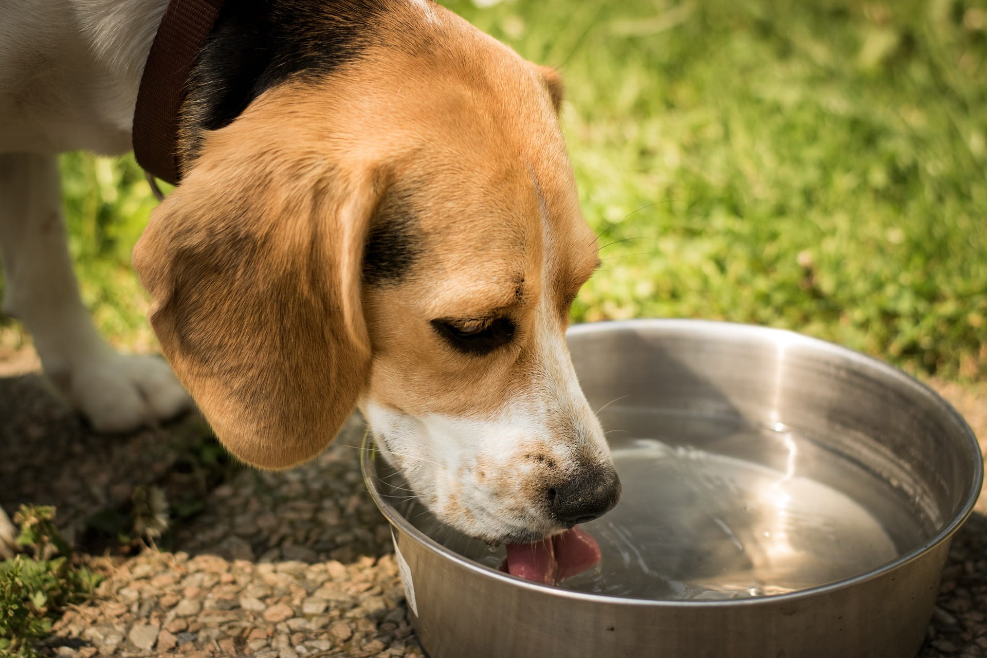 Help! My dog won't drink water! - Tractive Blog - dogtracker, safety ...