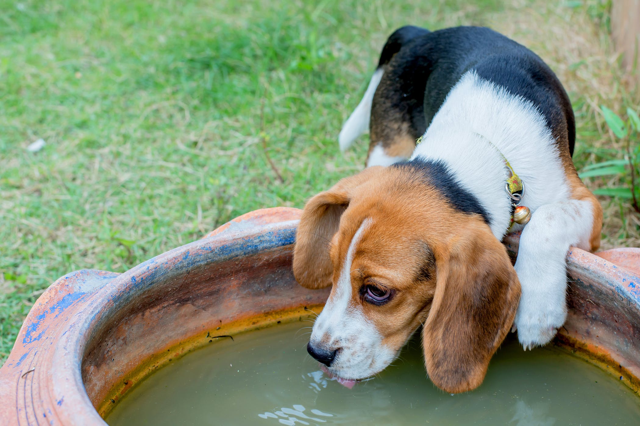 Drinking a Lot of Water in Dogs - Definition, Cause, Solution ...