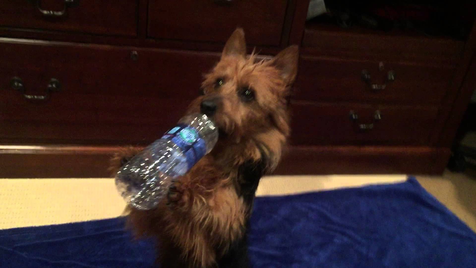 Dog drinking water out of a bottle like a human - YouTube