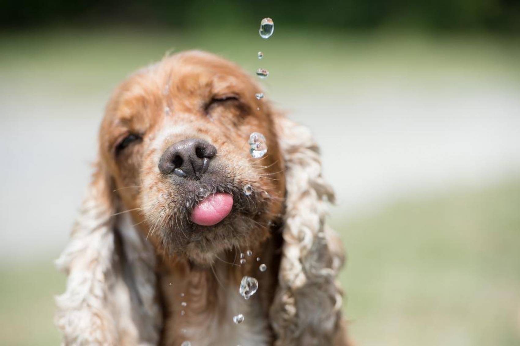 Dogs Drinking Excessive Water: What Does It Mean?