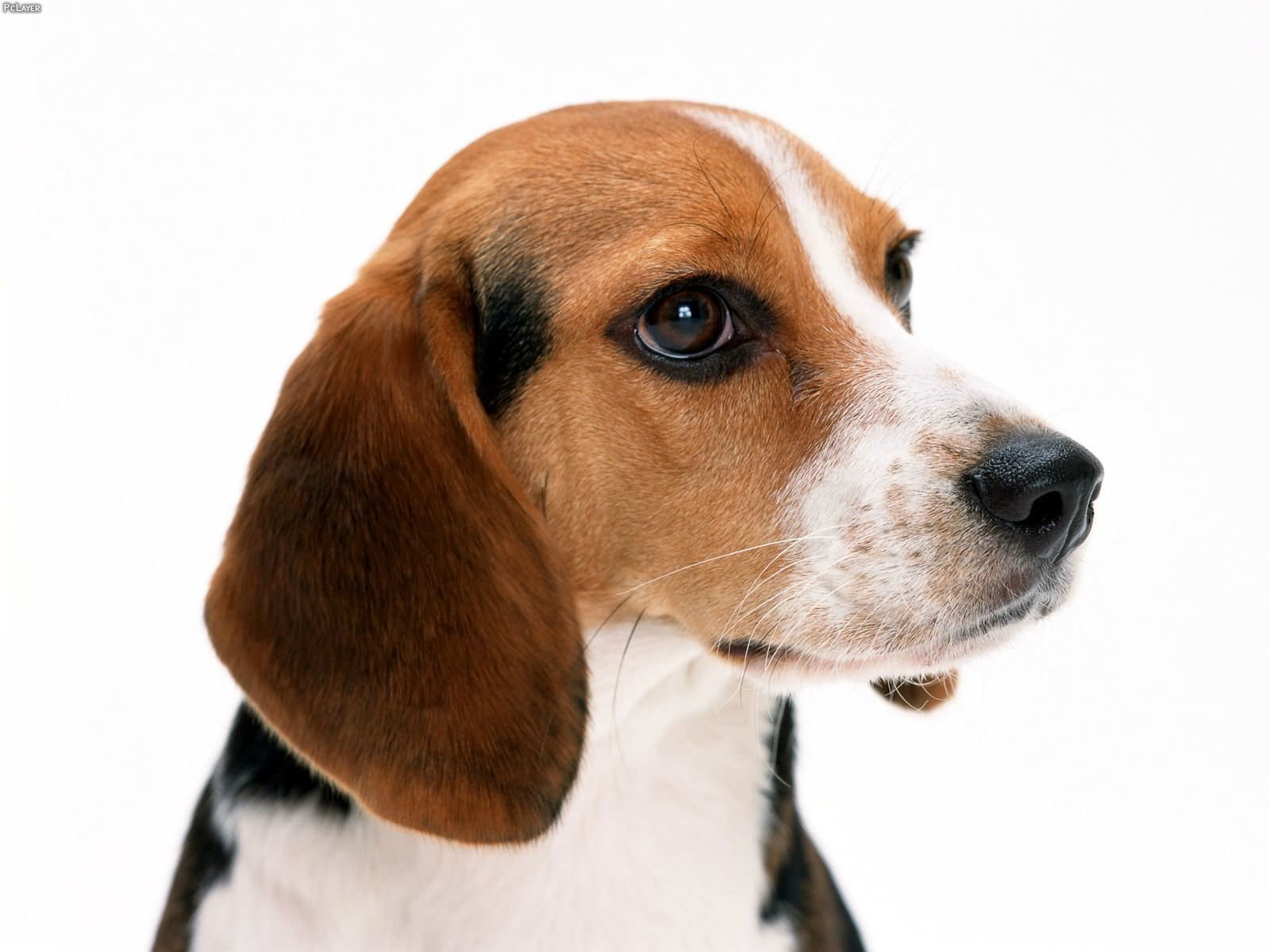 Beagle Dog Face Side Pose