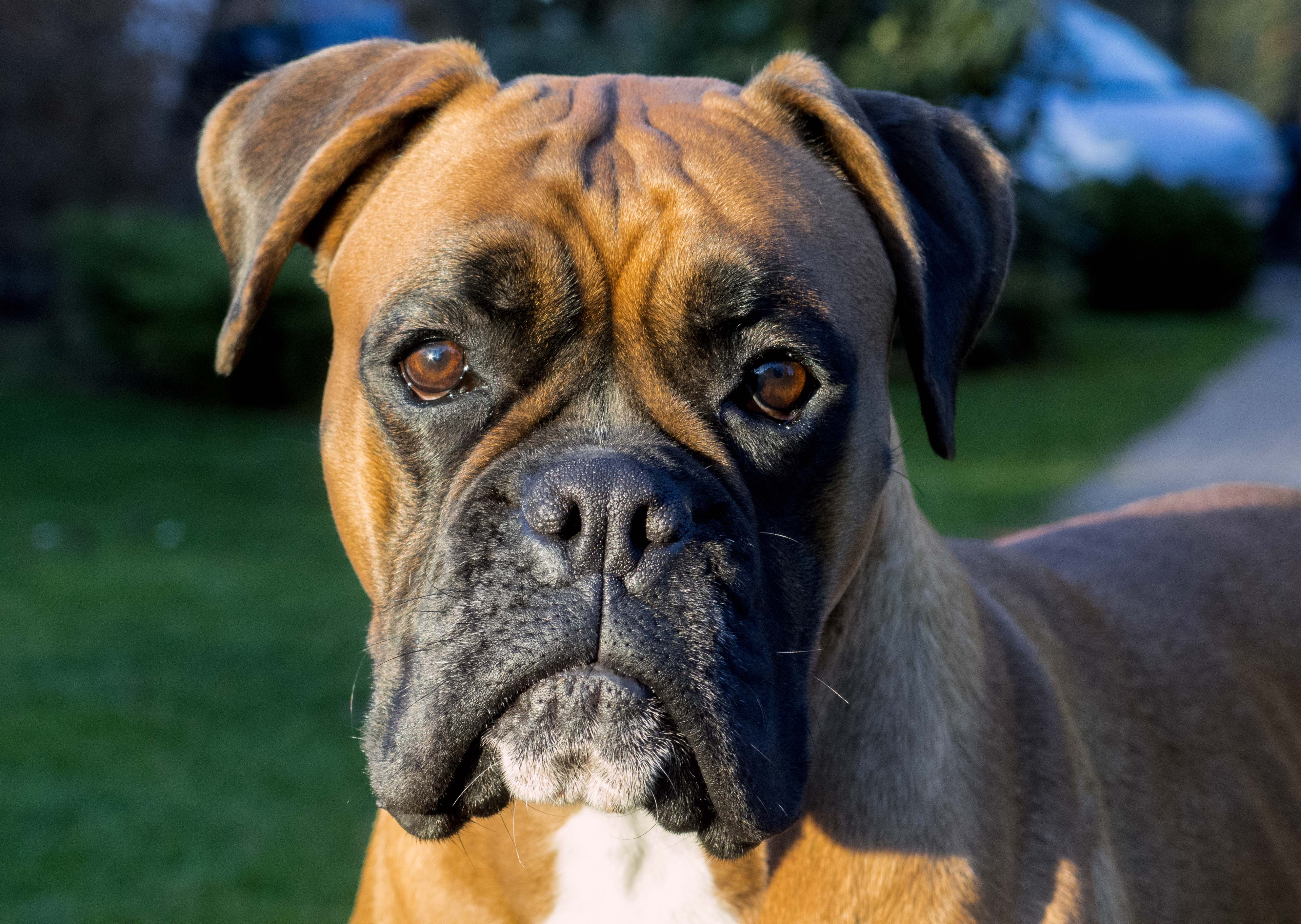 Free Image: Boxer dog face | Libreshot Public Domain Photos