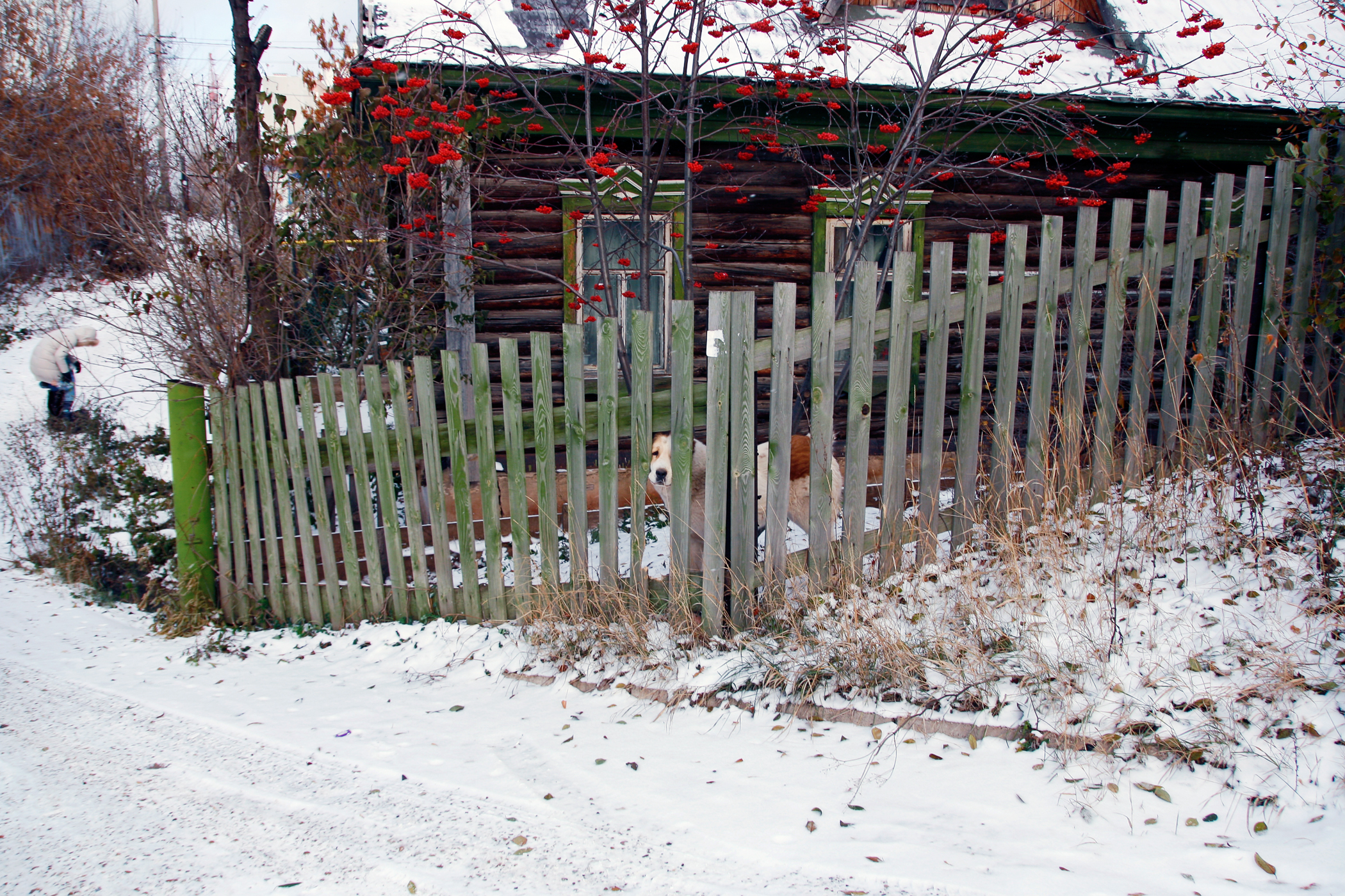 Dog, fence and old house photo