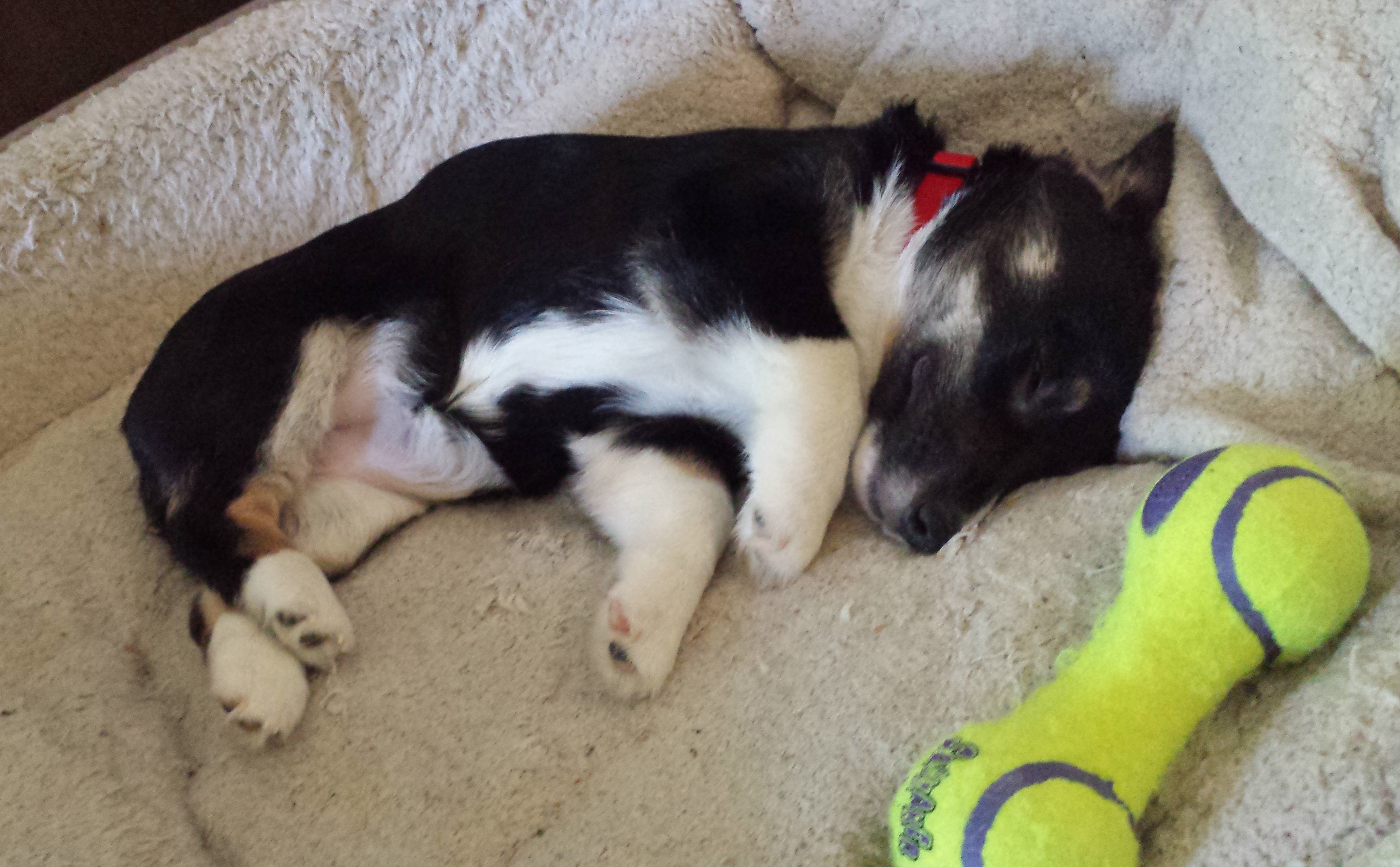 8 Weird Sleeping Positions of Dogs and What They May Mean