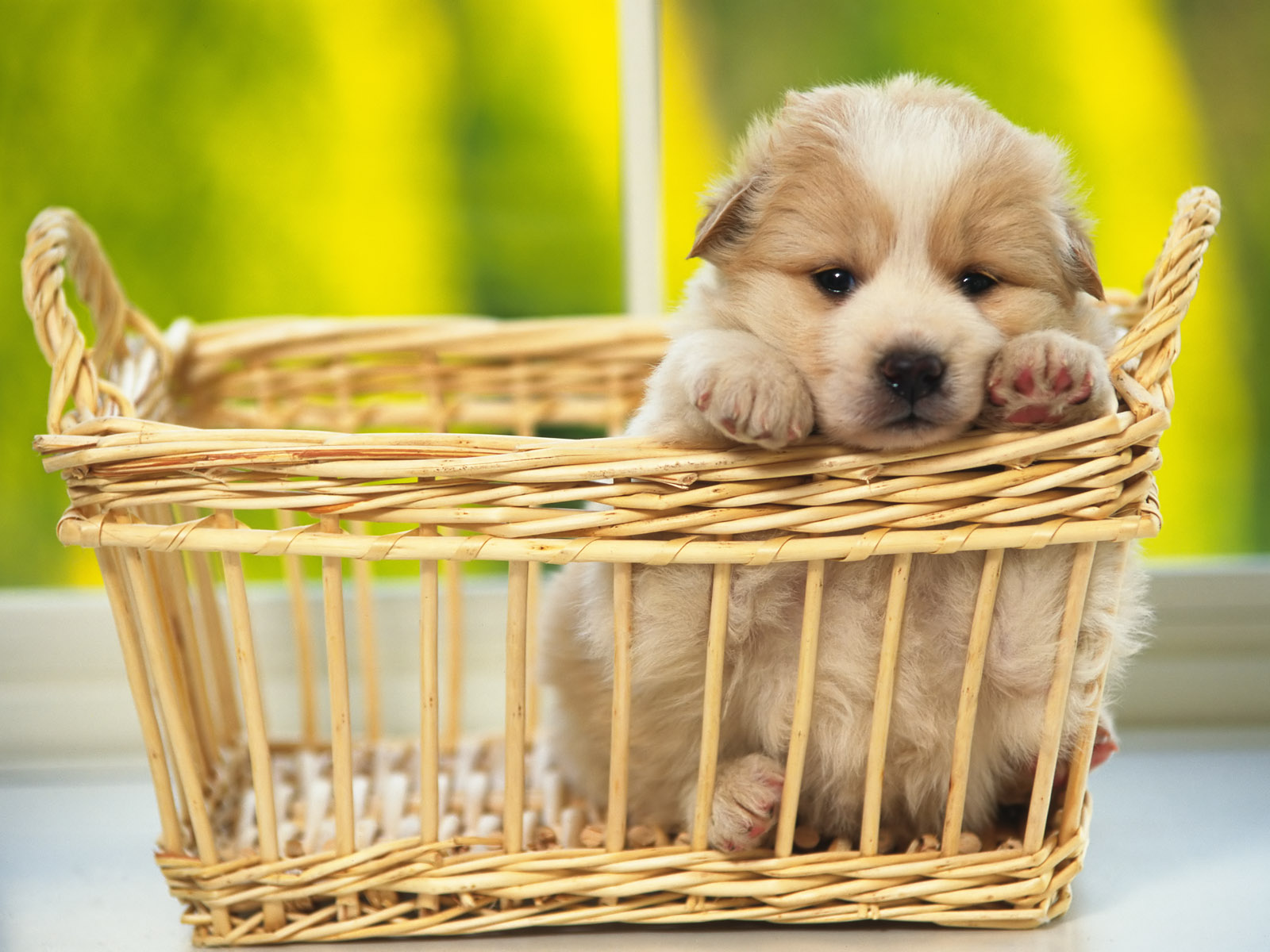 Cute Puppy In A Basket Wallpaper | 1600x1200 | ID:31817 ...