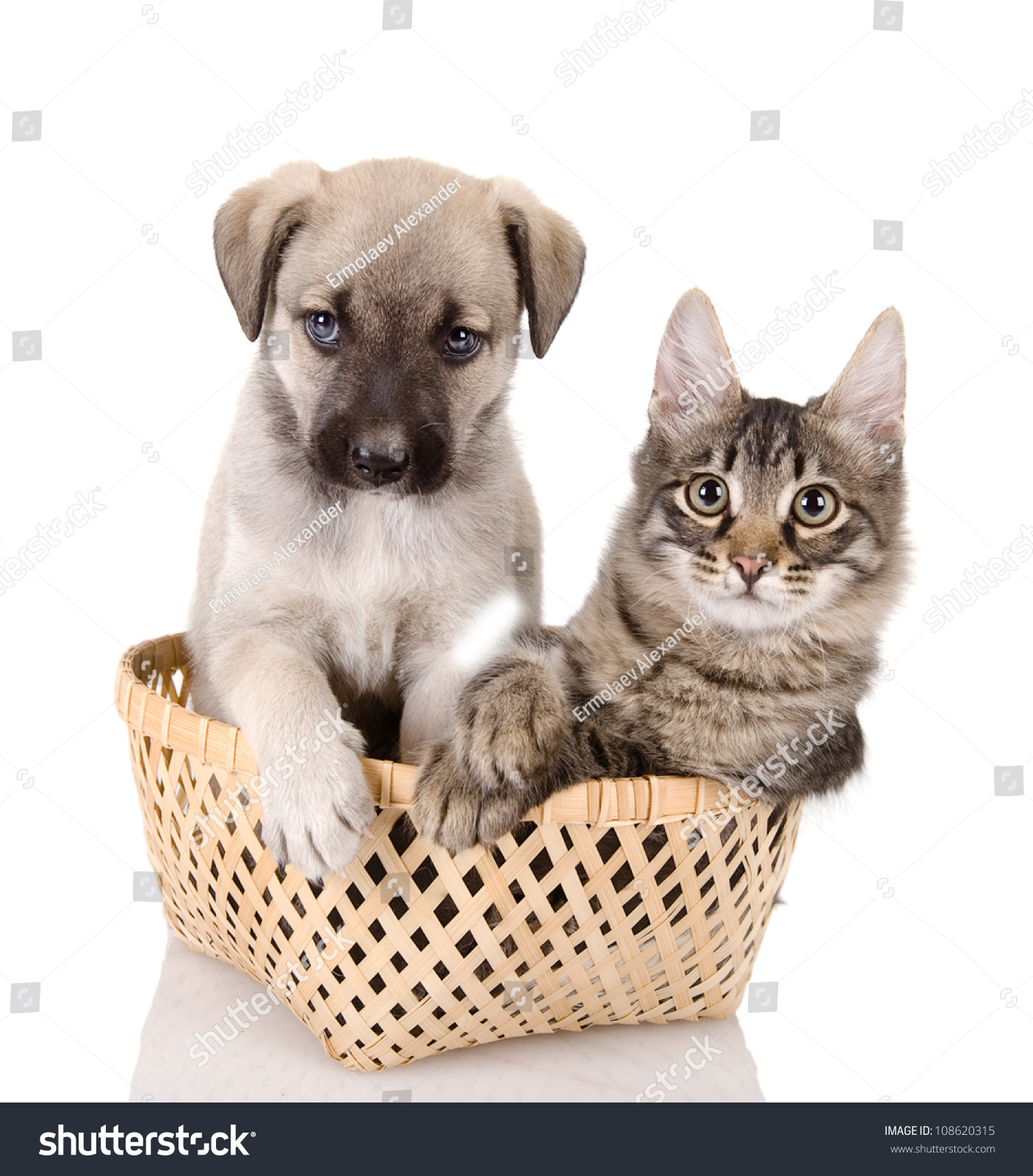 Cat Dog Basket Isolated On White Stock Photo & Image (Royalty-Free ...