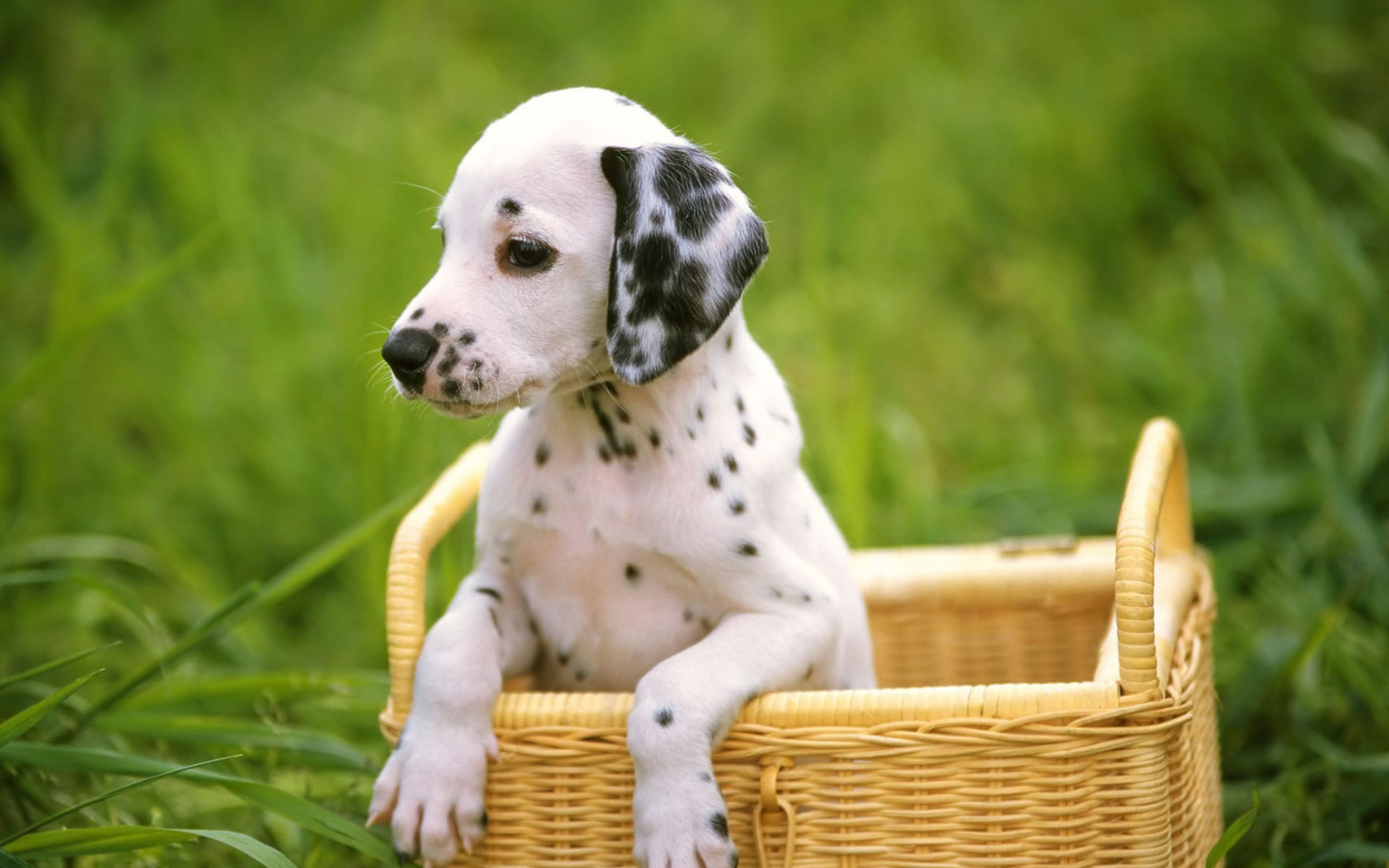 Dalmatian puppy in basket wallpaper - My Doggy Rocks