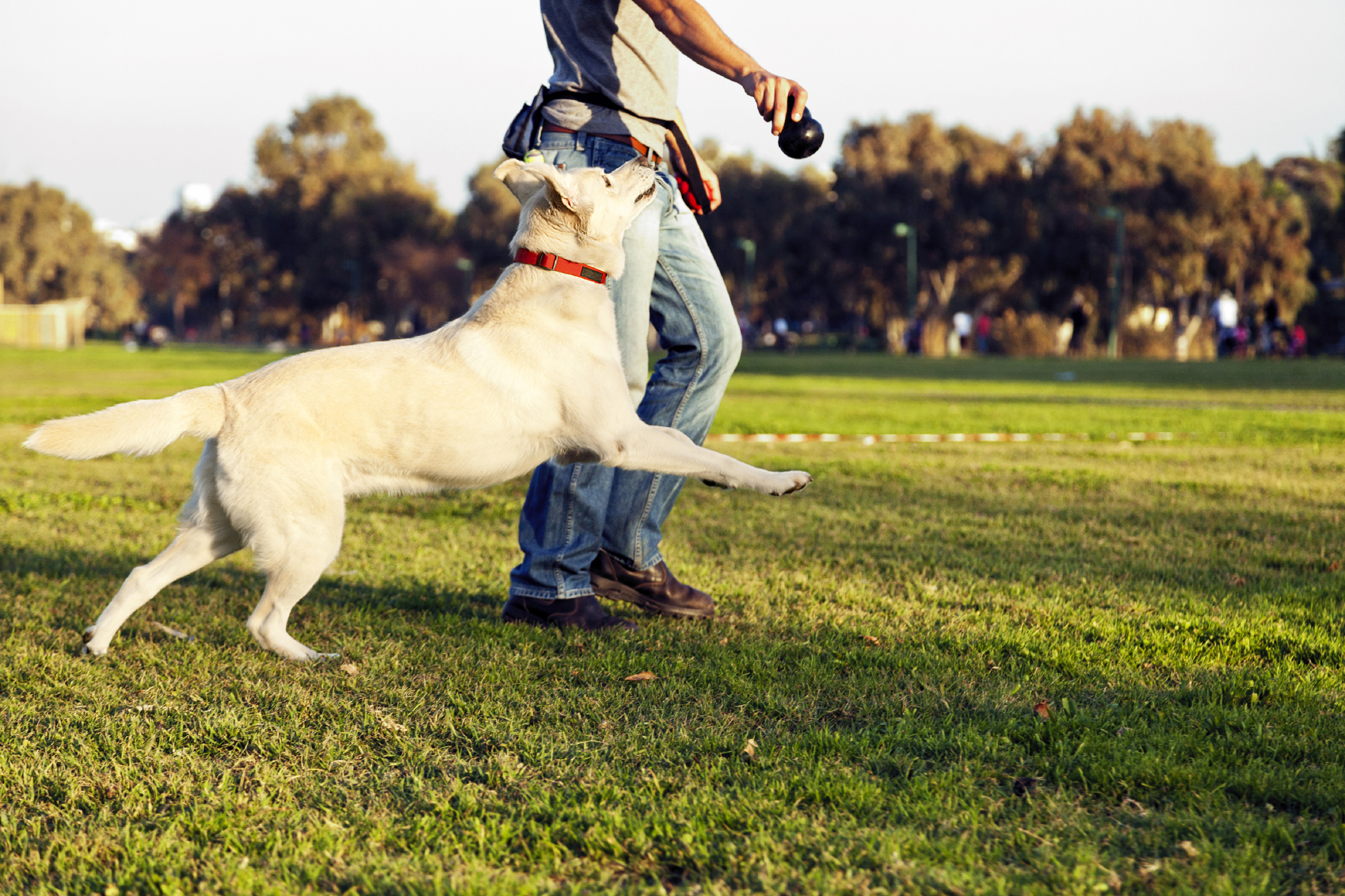 Dog Park Safety: Avoiding Fights and Encouraging Fun | All Pets ...