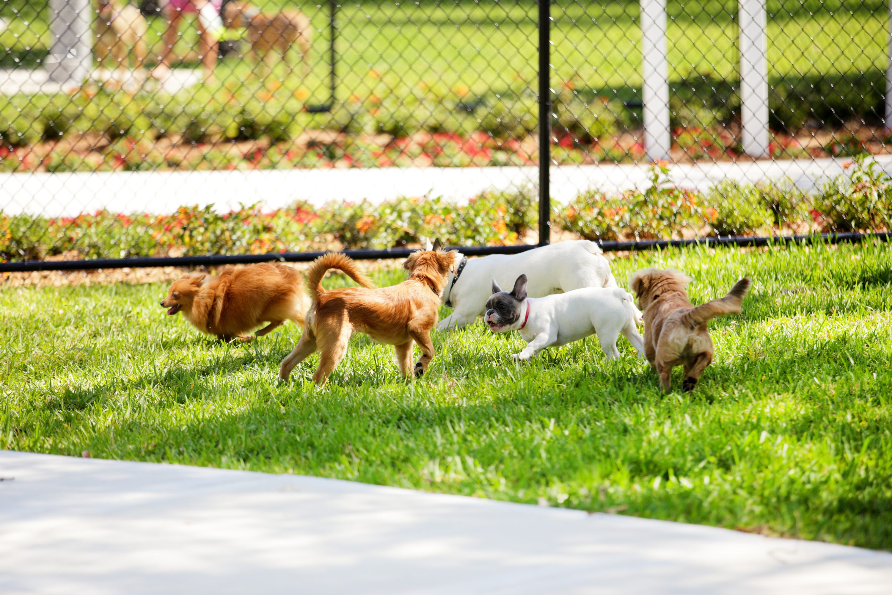 Ten Tips For Planning And Building A Dog Park in Your Community