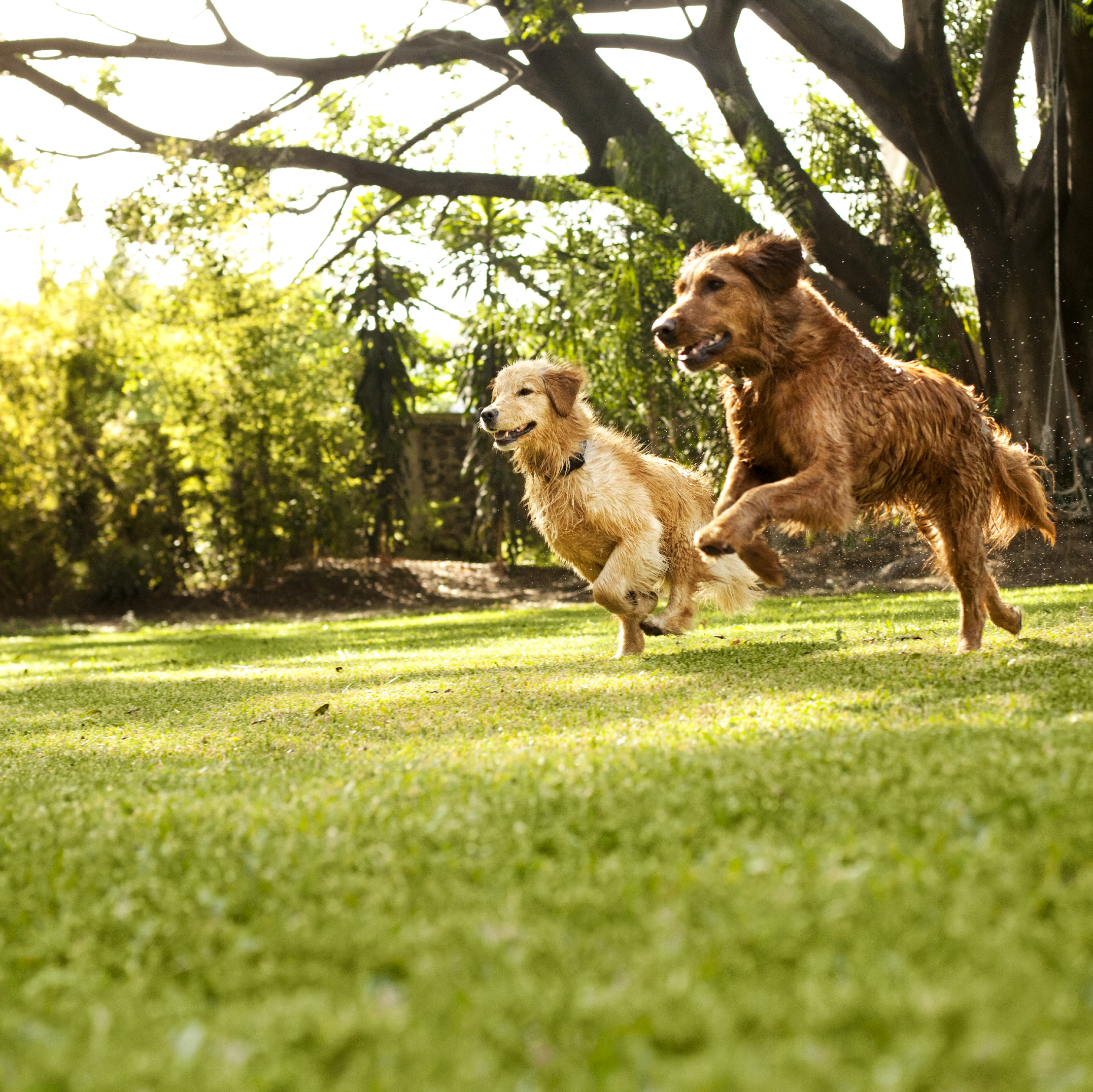 Running Free: Establishing Dog Park Etiquette | Naperville Animal ...