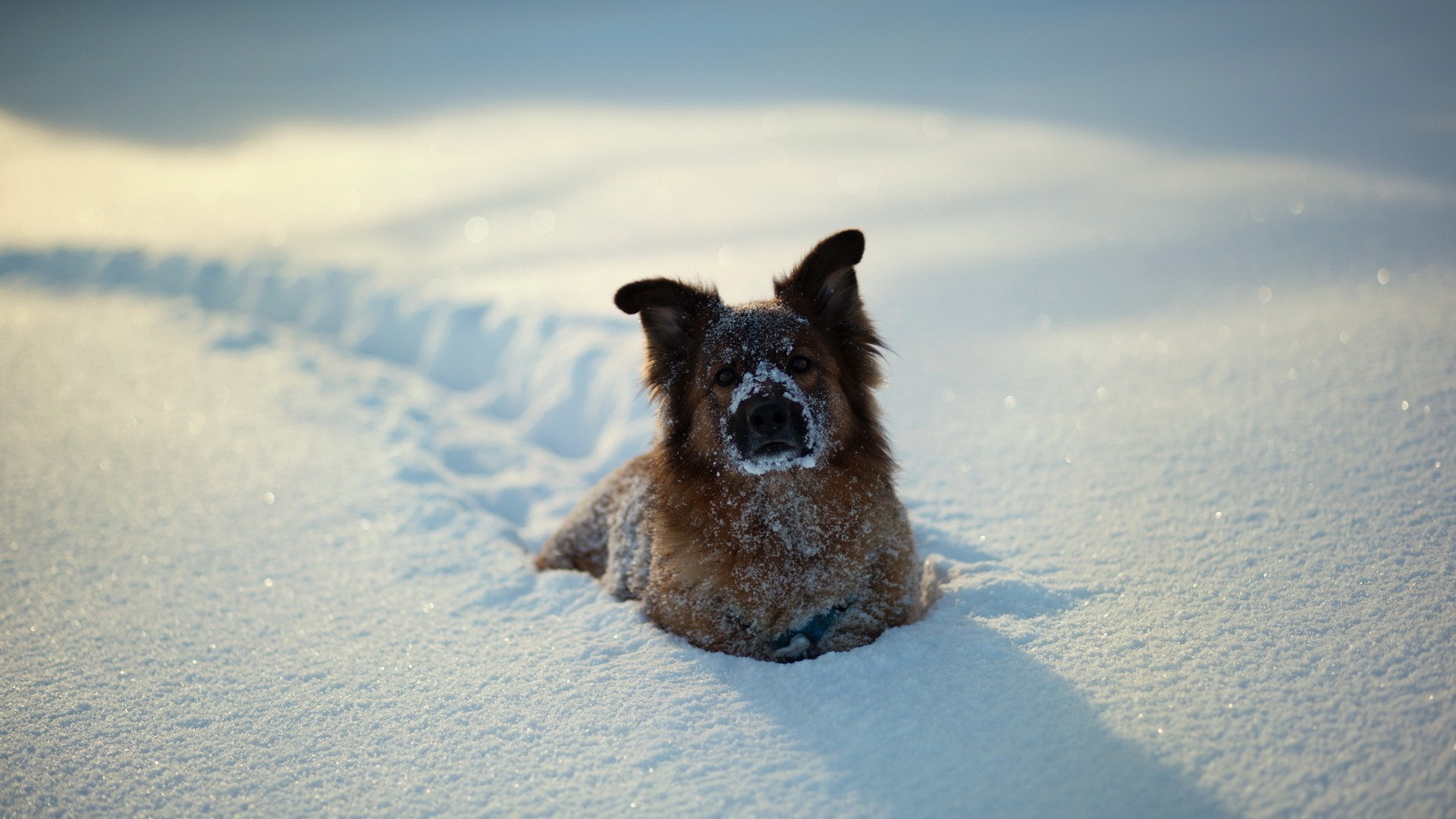 A dog in snow - Imgur