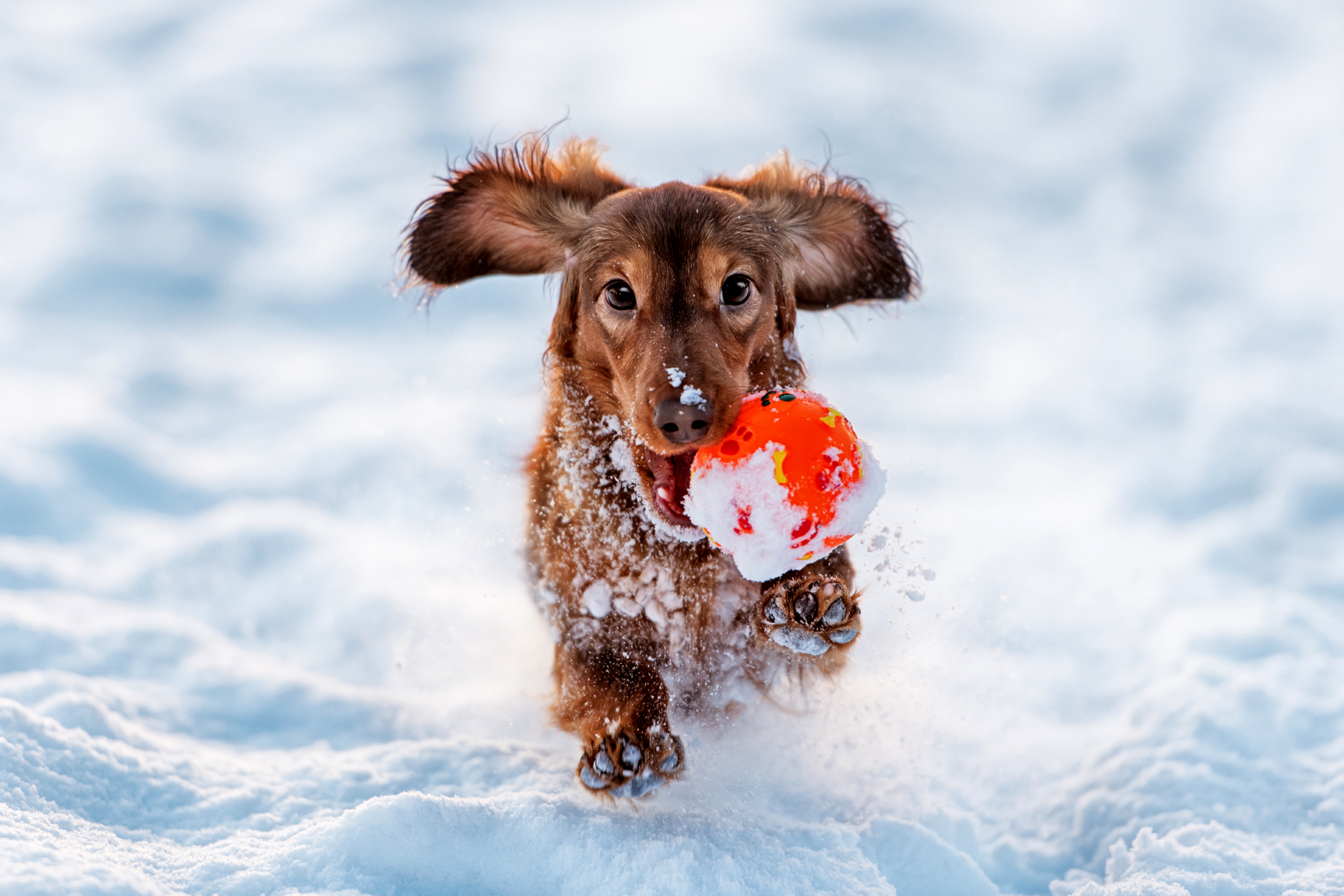 Free Photo Dog In Snow Loyal Winter White Free Download Jooinn