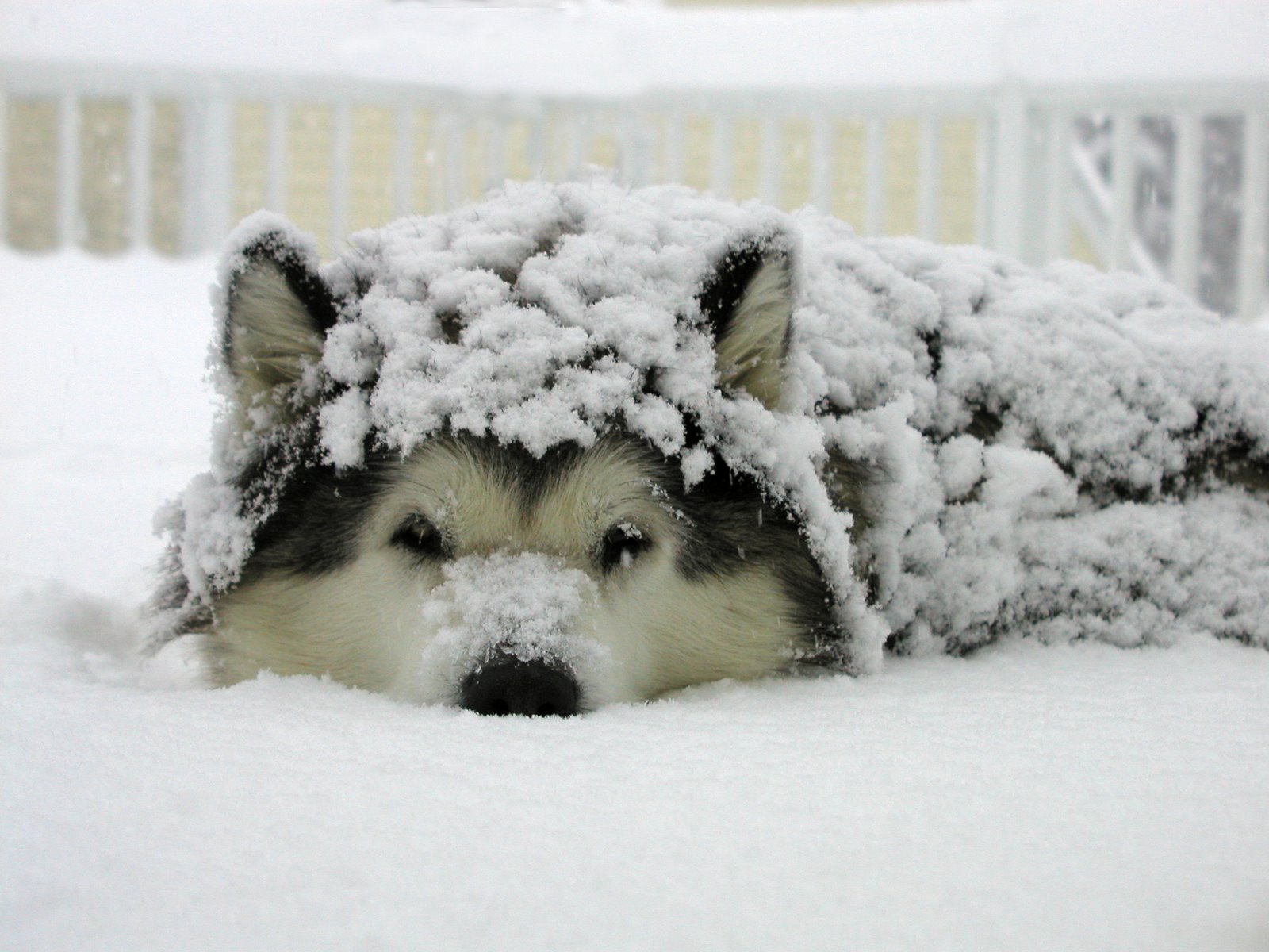 Snow Dog - Imgur