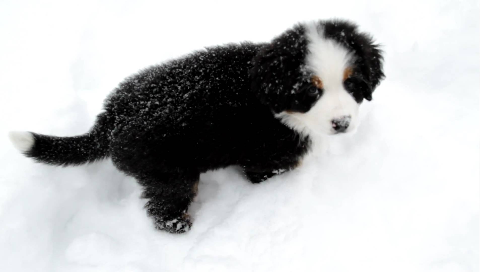 Josie: 9 week old Bernese Mountain Dog Pup Playing in Snow - YouTube